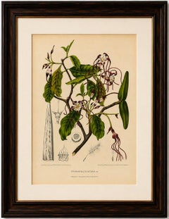 Original Antique Botanical Chromolithograph of Poison Arrow Vine, c.1880