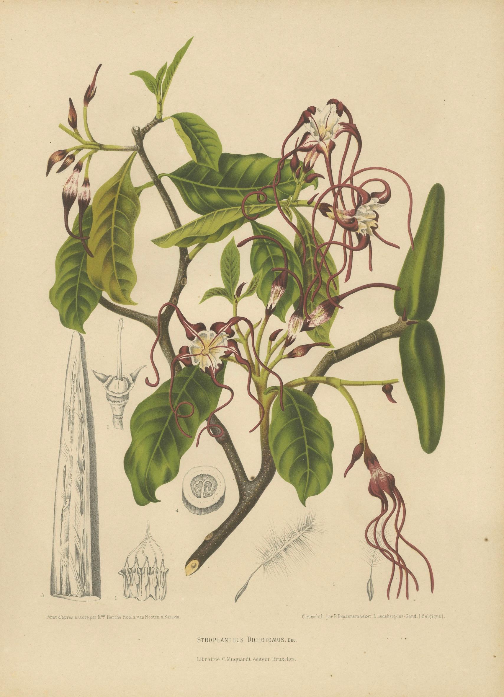 Original Antique Botanical Chromolithograph of Poison Arrow Vine, c.1880