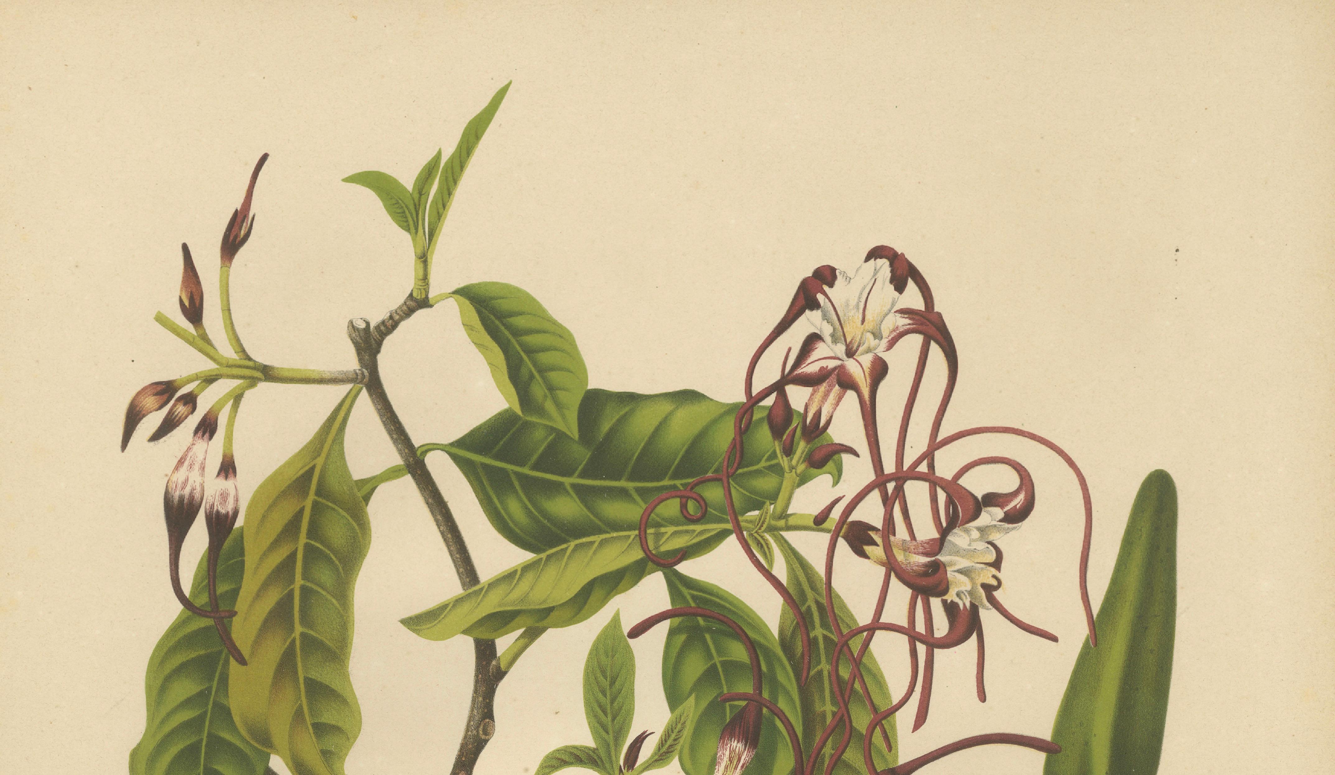 Original Antique Botanical Chromolithograph of Poison Arrow Vine, c.1880