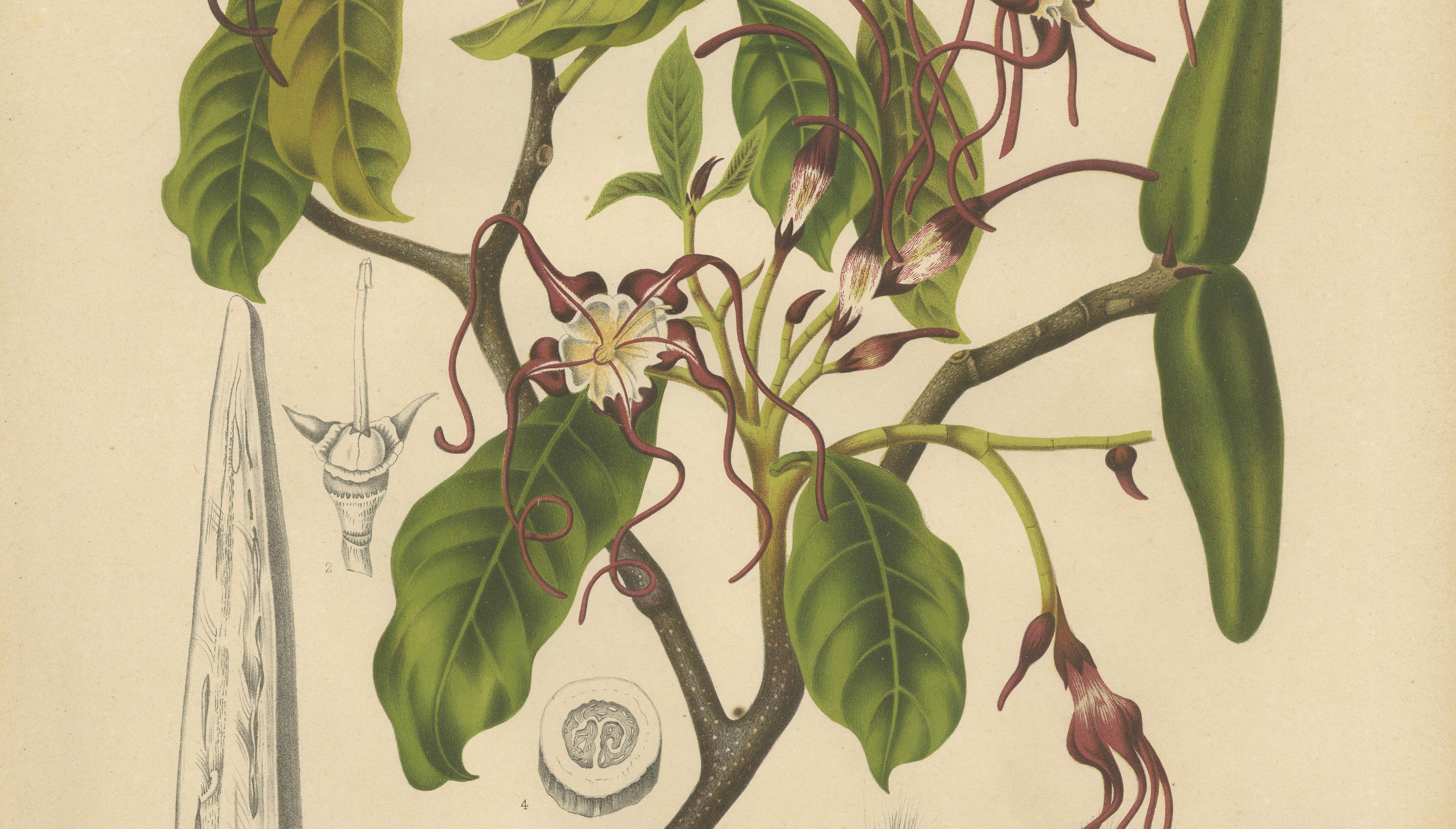 Original Antique Botanical Chromolithograph of Poison Arrow Vine, c.1880