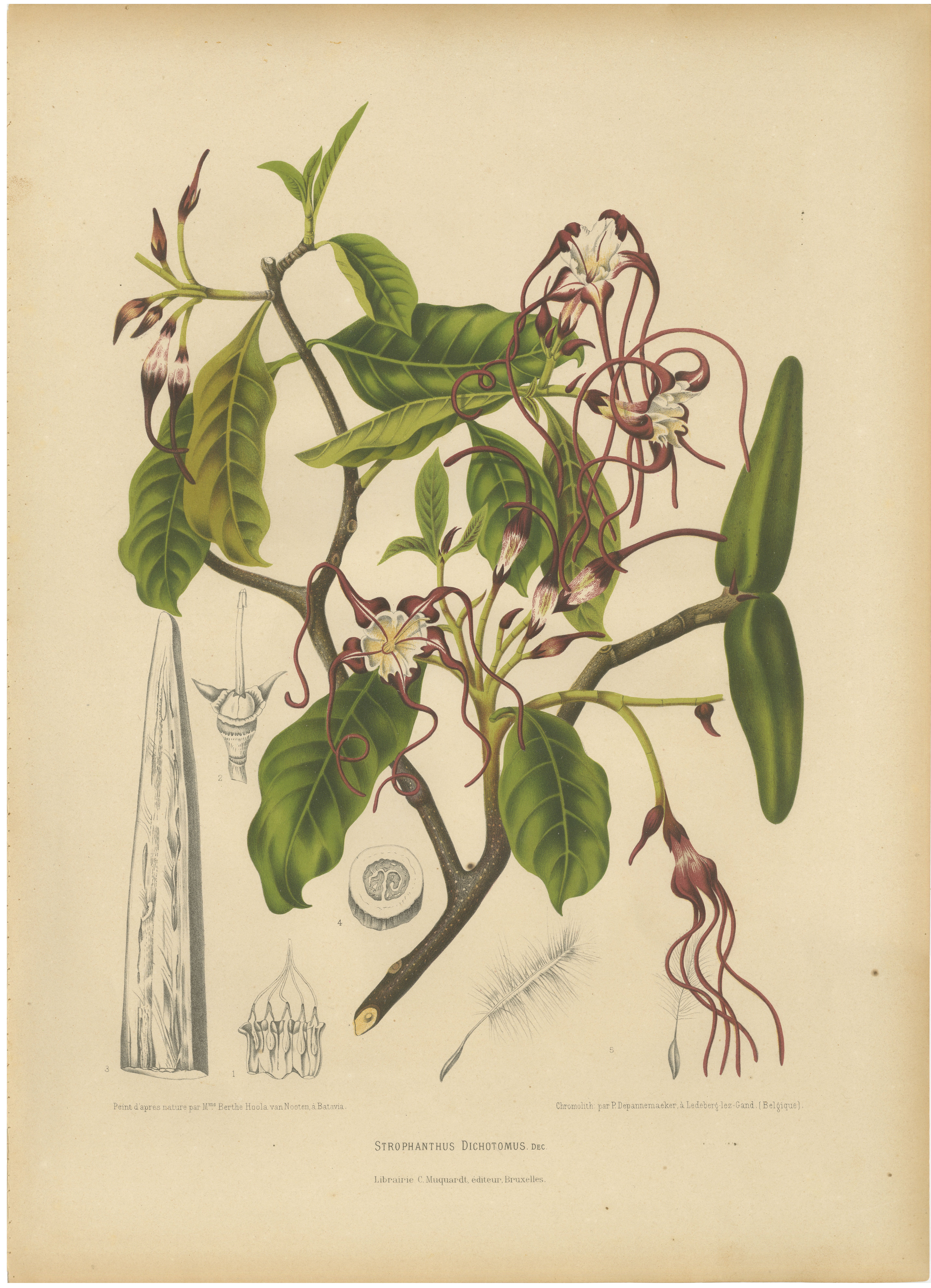 Original Antique Botanical Chromolithograph of Poison Arrow Vine, c.1880 For Sale