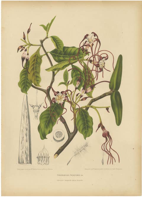 Original Antique Botanical Chromolithograph of Poison Arrow Vine, c.1880