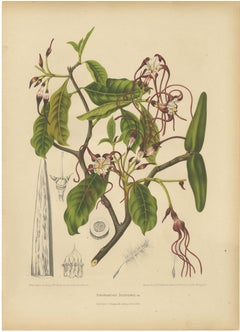 Original Antique Botanical Chromolithograph of Poison Arrow Vine, c.1880
