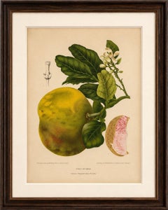 Original Antique Botanical Chromolithograph of Pomelo (Citrus decumana), c. 1880