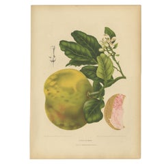 Original Antique Botanical Chromolithograph of Pomelo (Citrus decumana), c. 1880