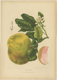 Original Antique Botanical Chromolithograph of Pomelo (Citrus decumana), c. 1880