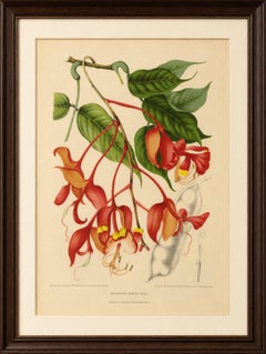 Original Antique Botanical Chromolithograph of Pride of Burma, c. 1880