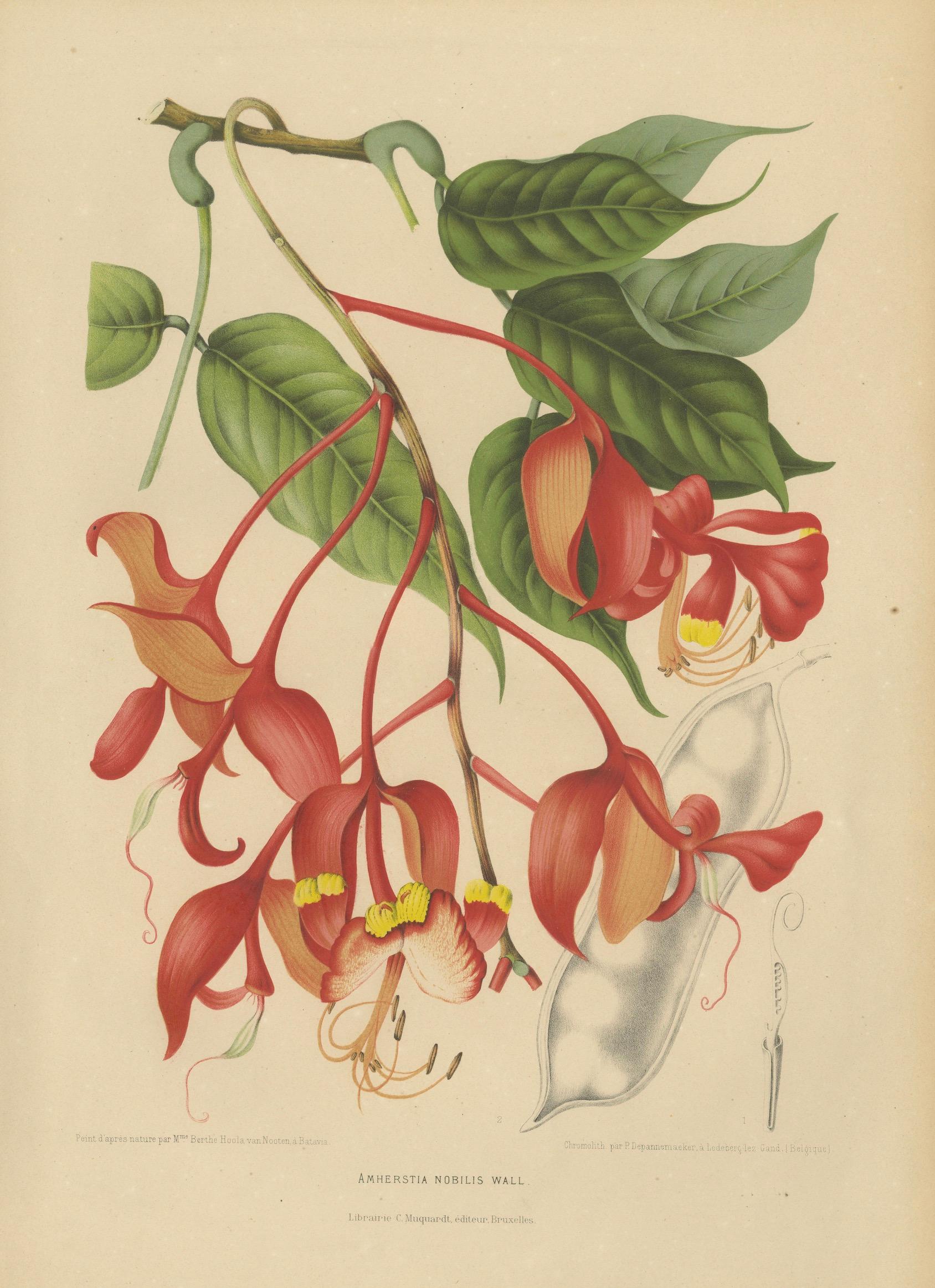 Original Antique Botanical Chromolithograph of Pride of Burma, c. 1880