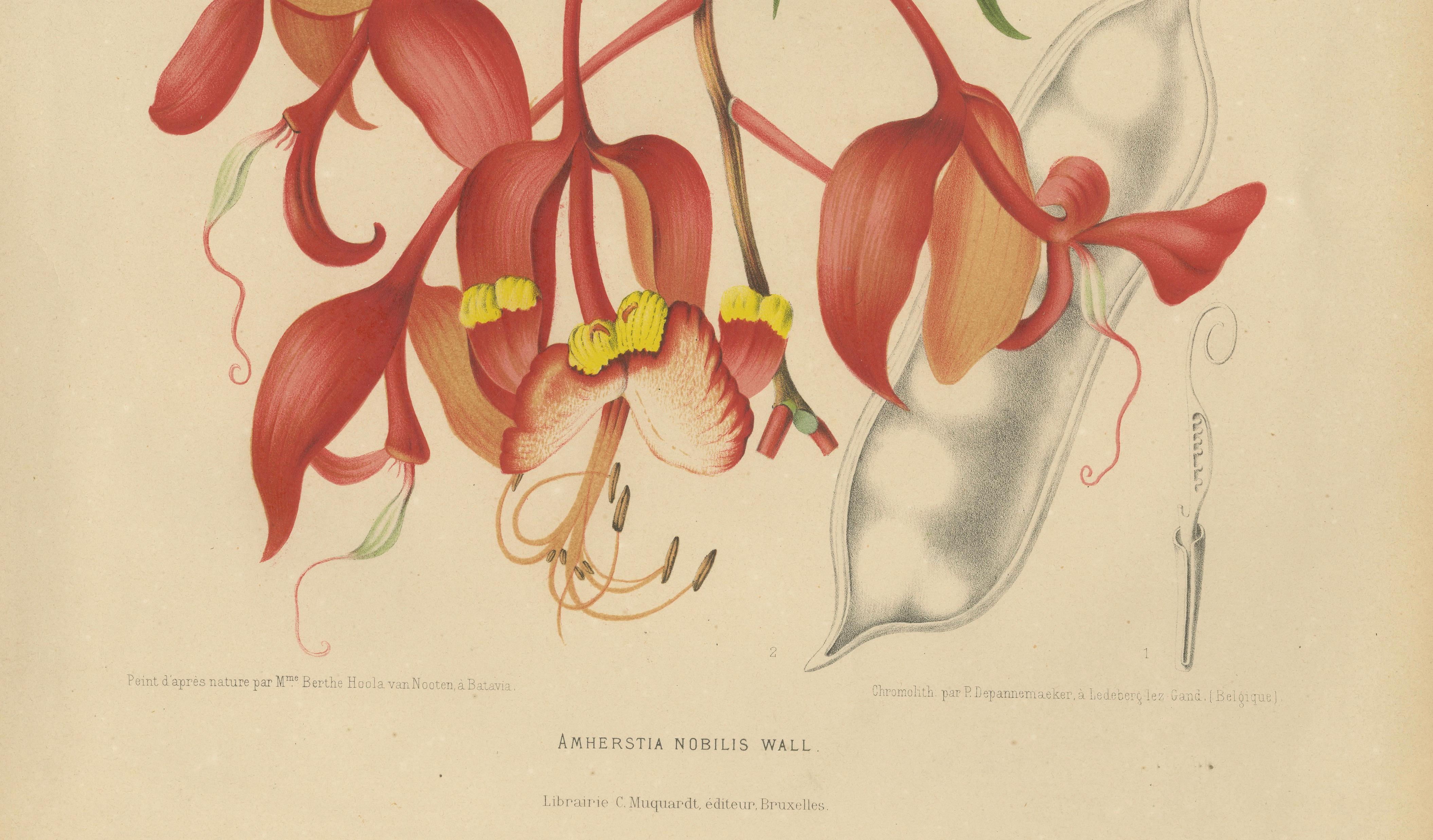 Original Antique Botanical Chromolithograph of Pride of Burma, c. 1880