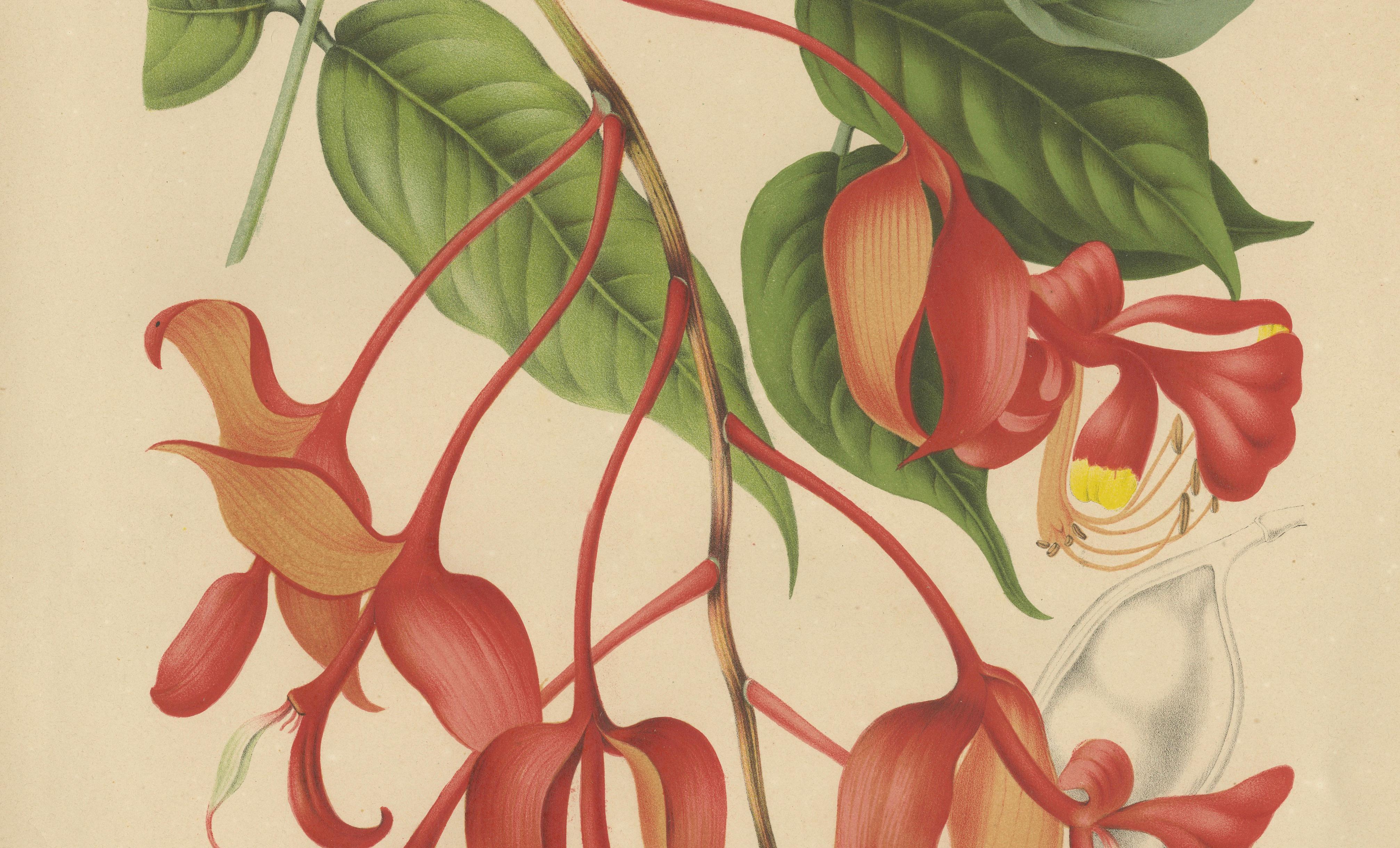 Original Antique Botanical Chromolithograph of Pride of Burma, c. 1880