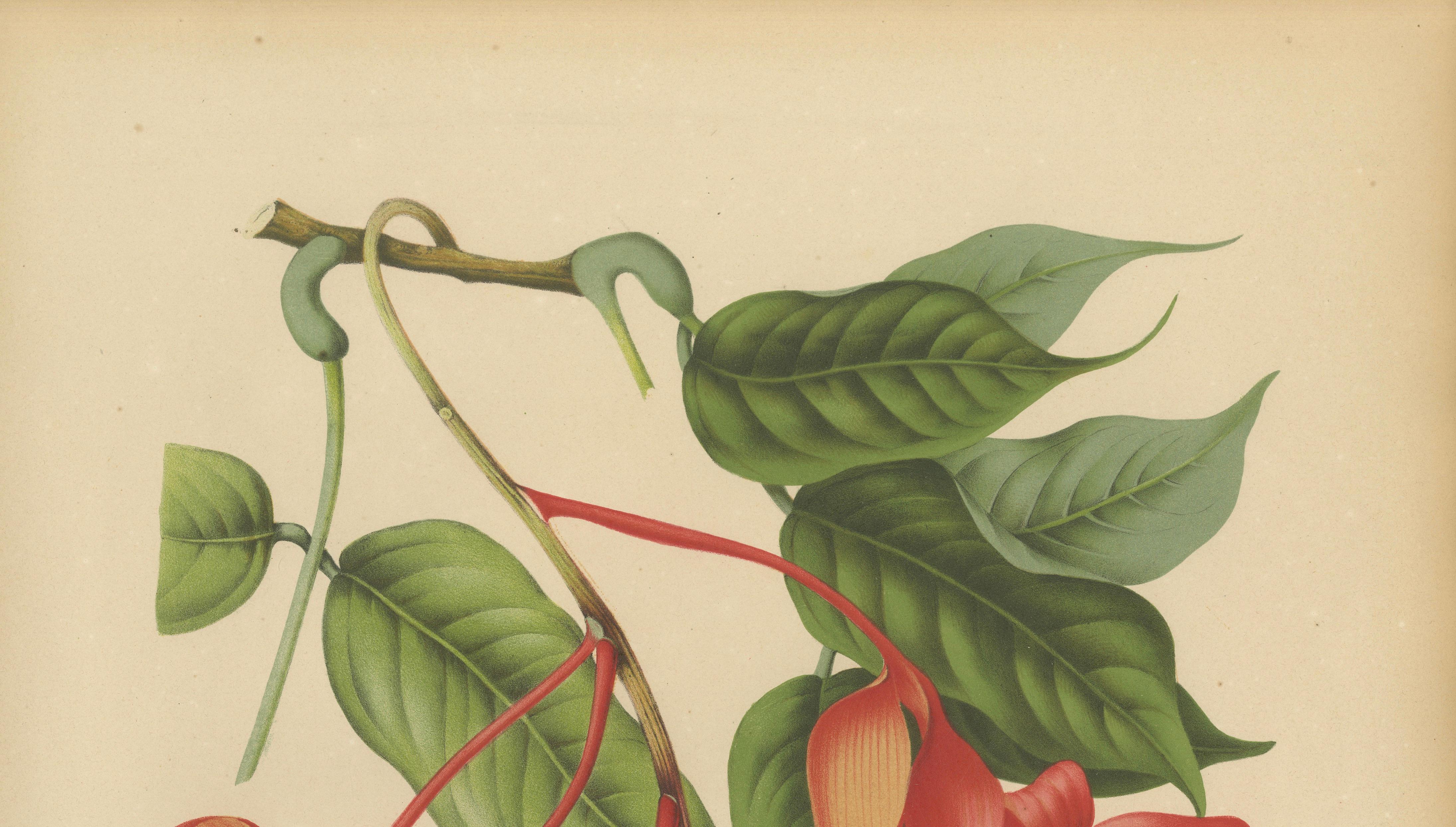 Original Antique Botanical Chromolithograph of Pride of Burma, c. 1880