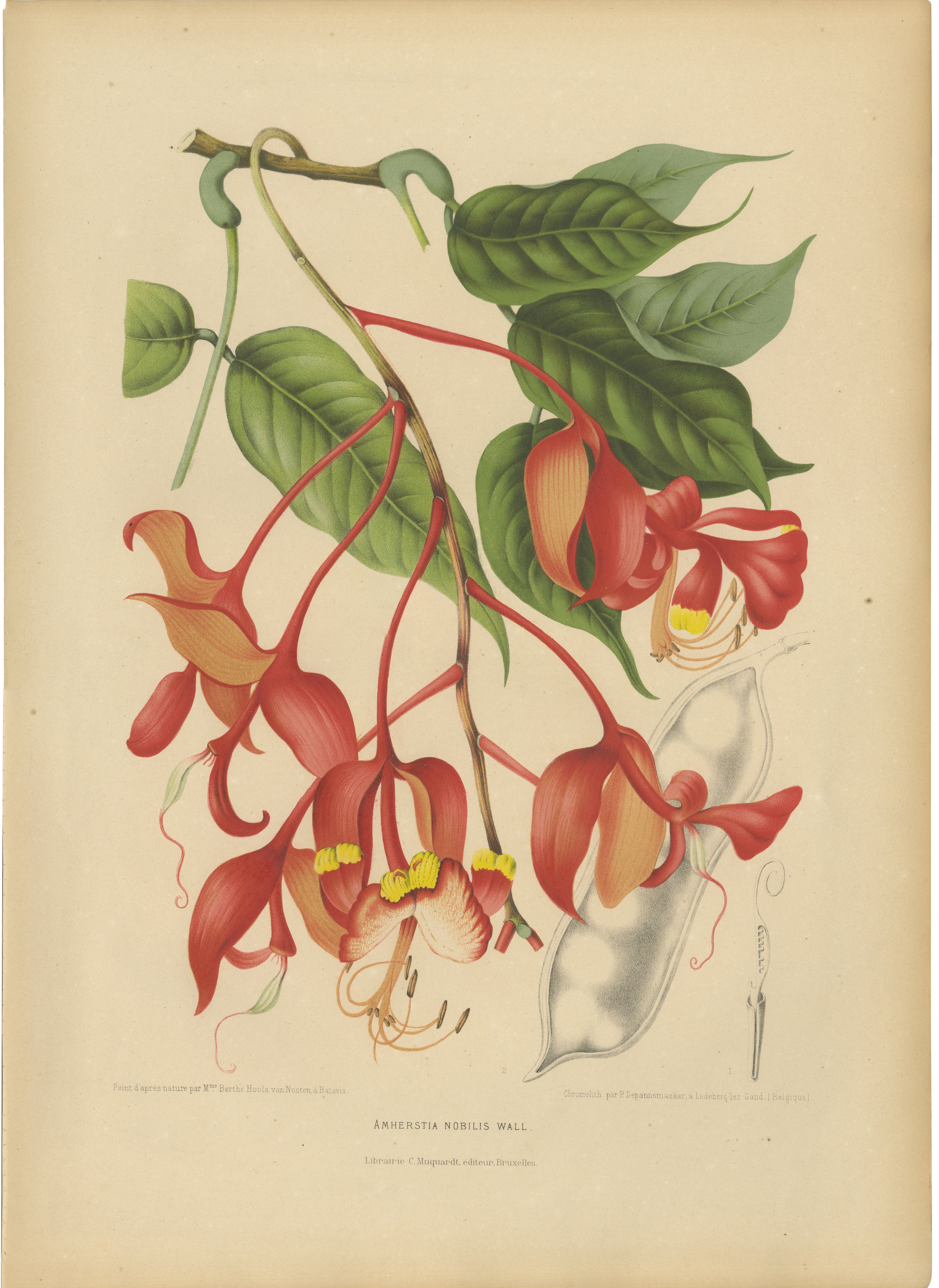 Original-Chromolithografie aus der Zeit der Botanik mit dem Motiv „Pride of Burma“, um 1880