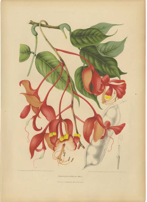 Original Antique Botanical Chromolithograph of Pride of Burma, c. 1880