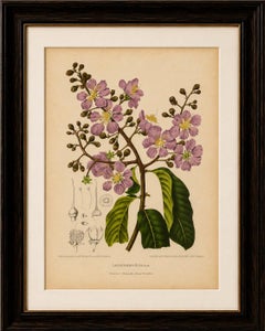 Original Antique Botanical Chromolithograph of Queen's Crape Myrtle, c. 1880
