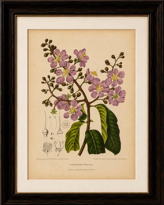 Original Antique Botanical Chromolithograph of Queen's Crape Myrtle, c. 1880, view 2