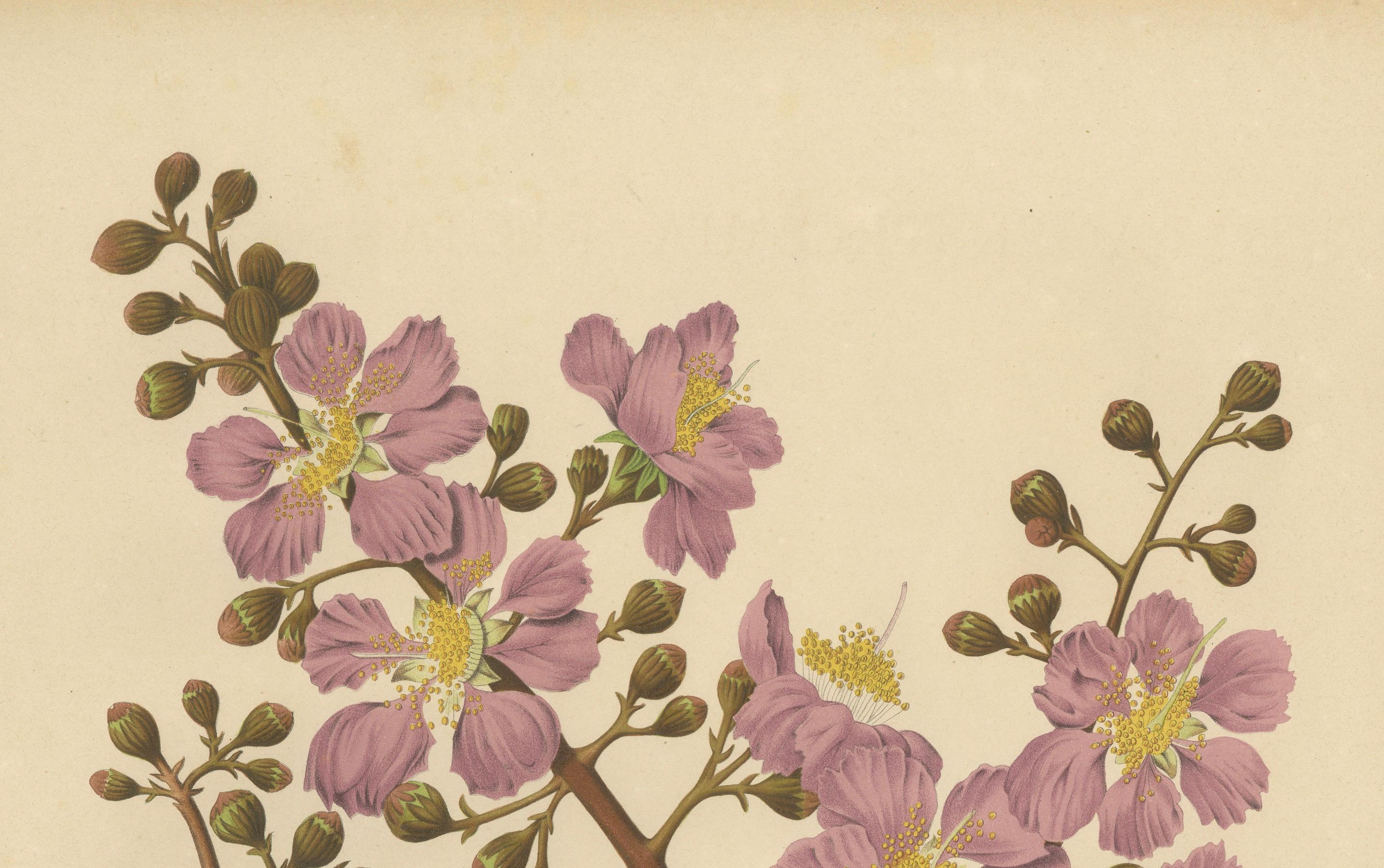 Original Antique Botanical Chromolithograph of Queen's Crape Myrtle, c. 1880