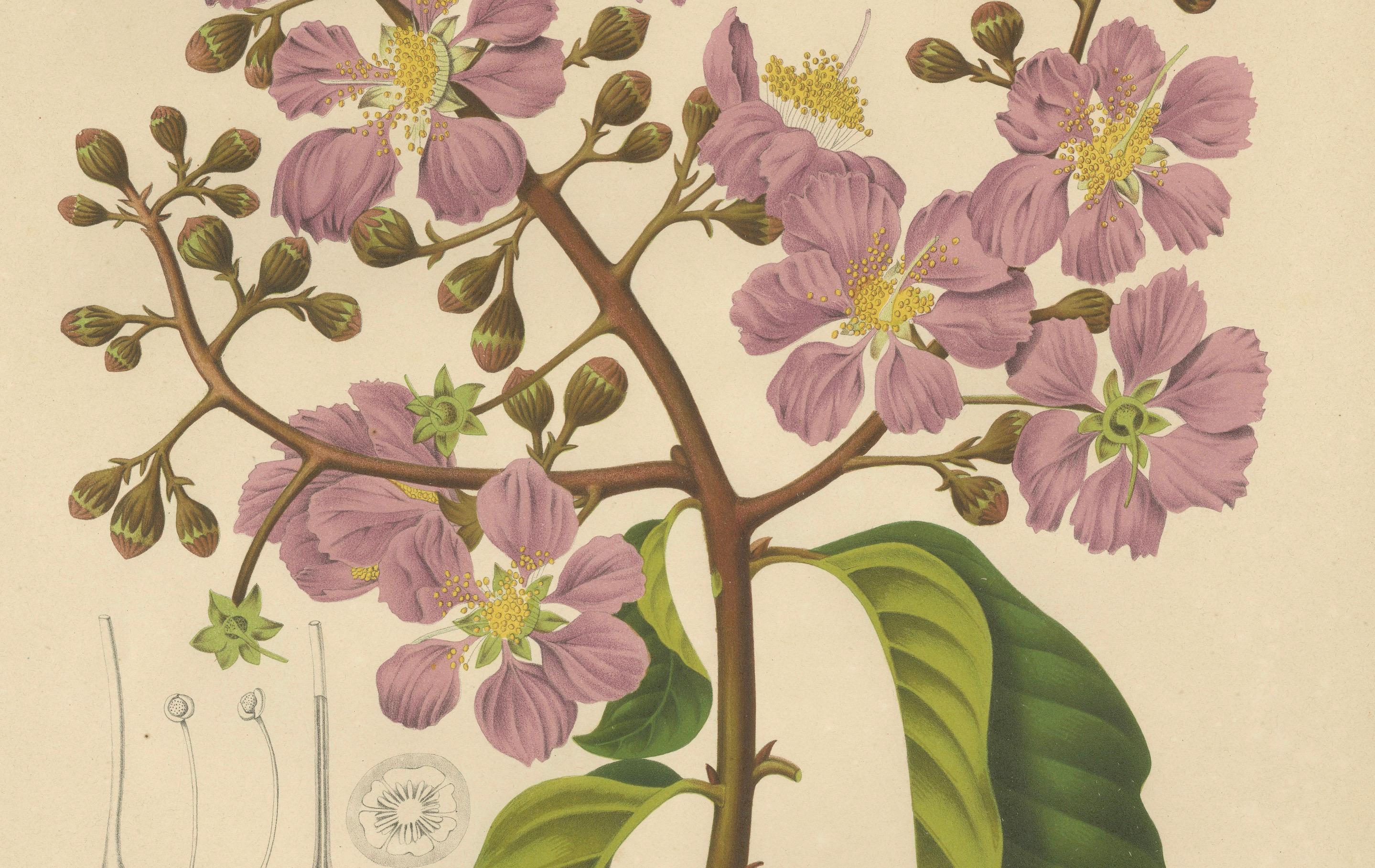 Original Antique Botanical Chromolithograph of Queen's Crape Myrtle, c. 1880