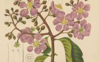 Original Antique Botanical Chromolithograph of Queen's Crape Myrtle, c. 1880, view 4