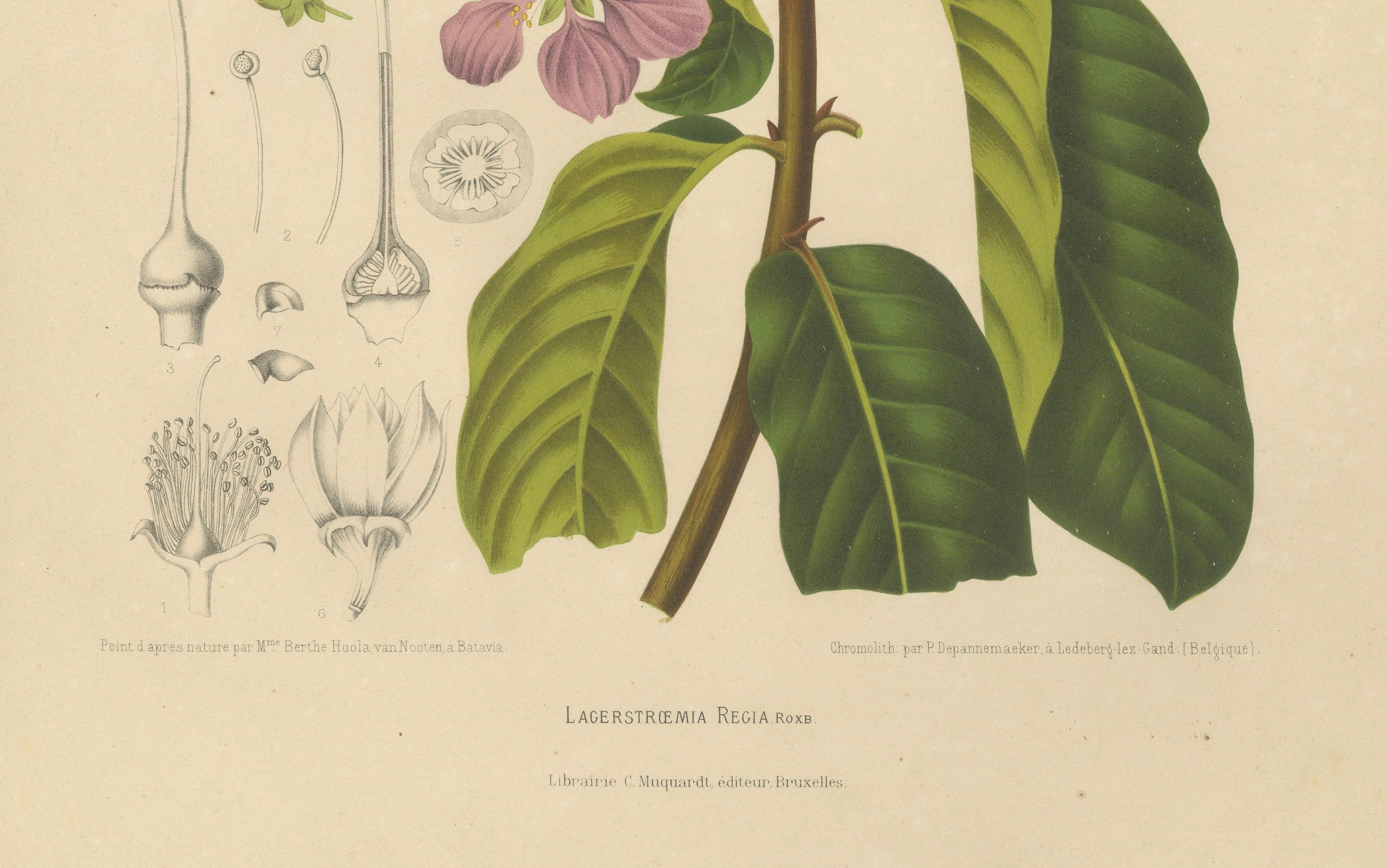 Original Antique Botanical Chromolithograph of Queen's Crape Myrtle, c. 1880