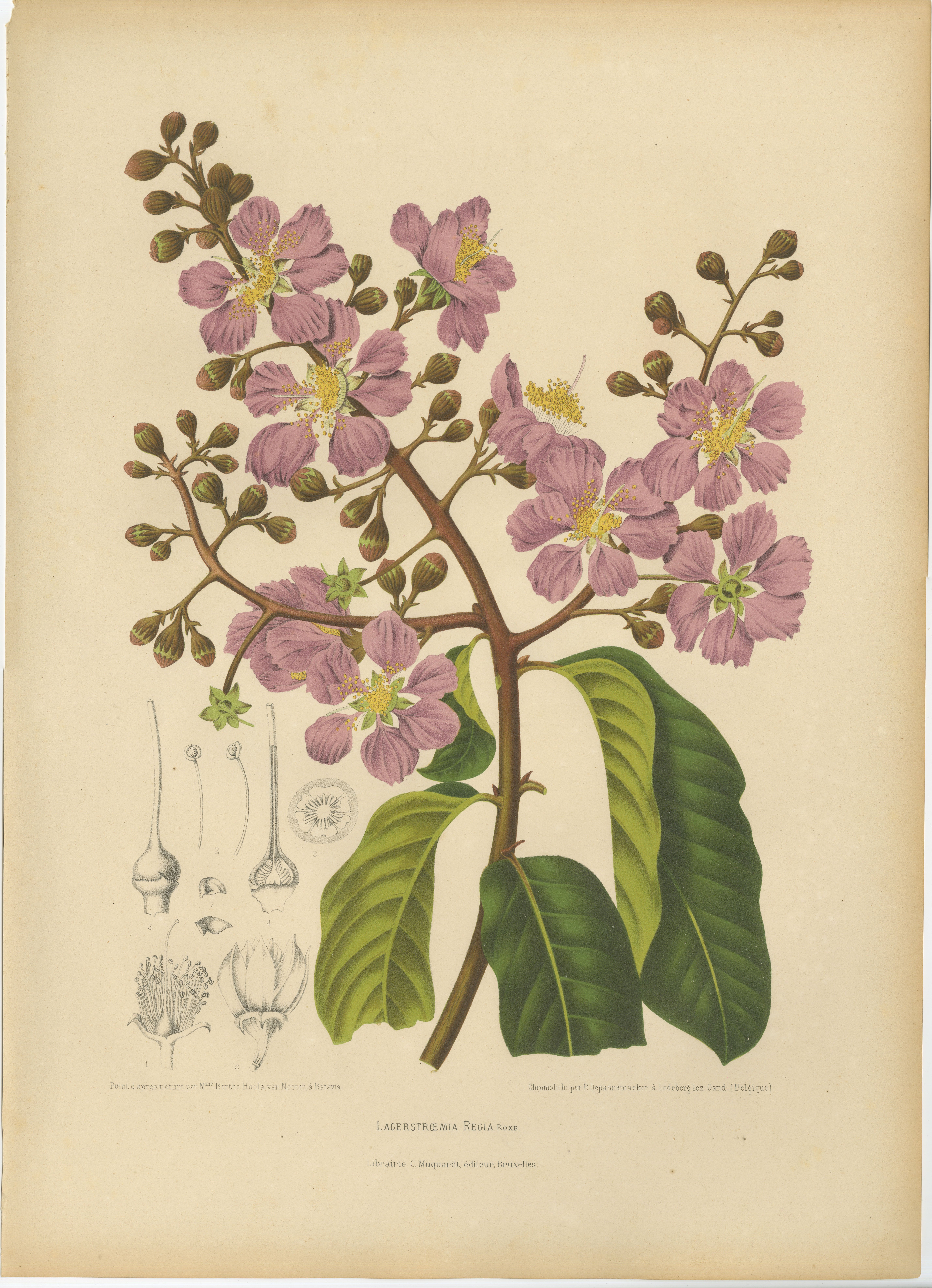 Original Antique Botanical Chromolithograph of Queen's Crape Myrtle, c. 1880