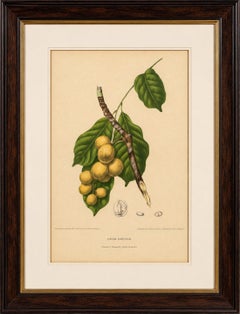 Original Antique Botanical Chromolithograph of the Asian Fruit Langsat, c.1880