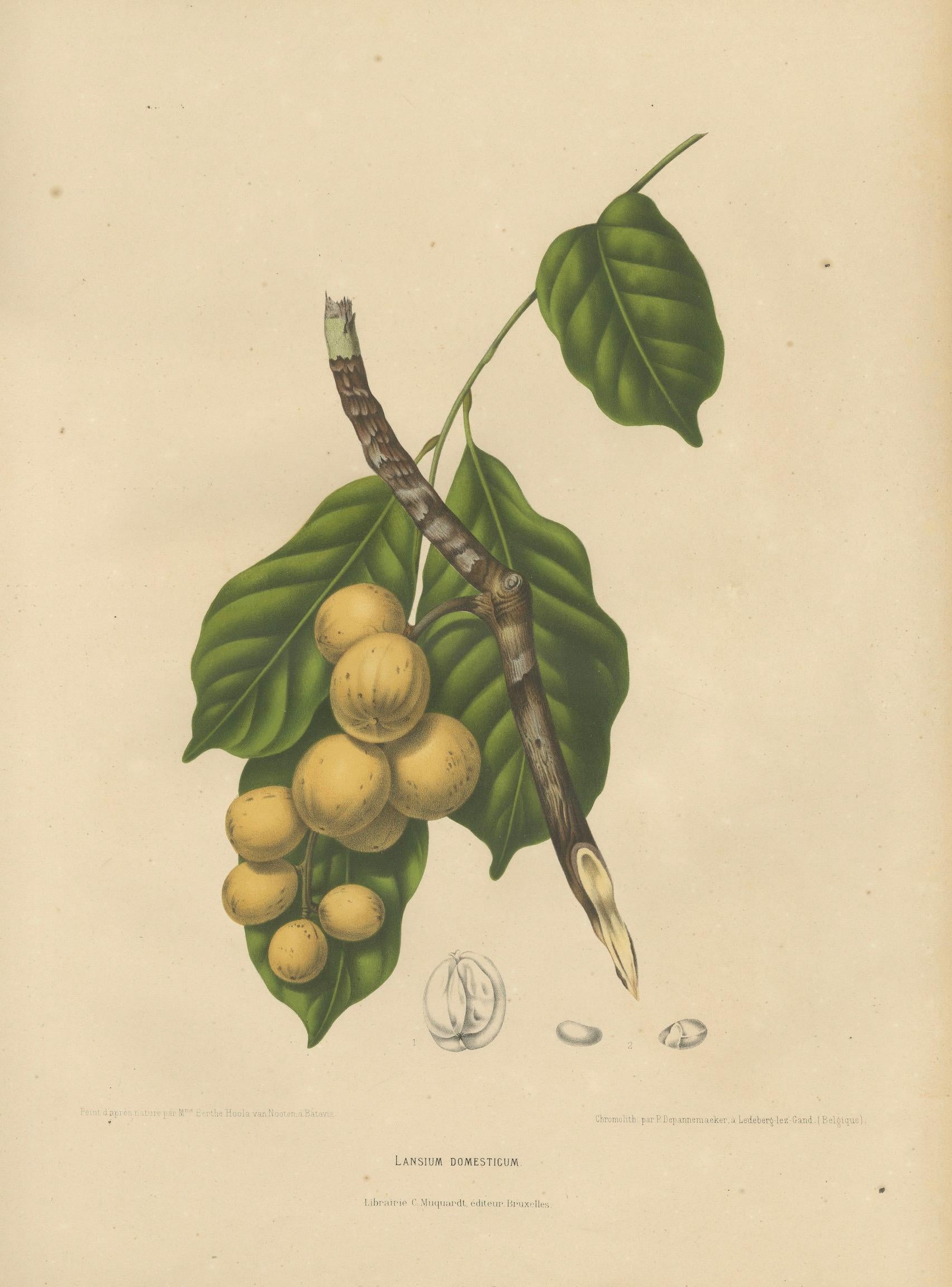 Original Antique Botanical Chromolithograph of the Asian Fruit Langsat, c.1880