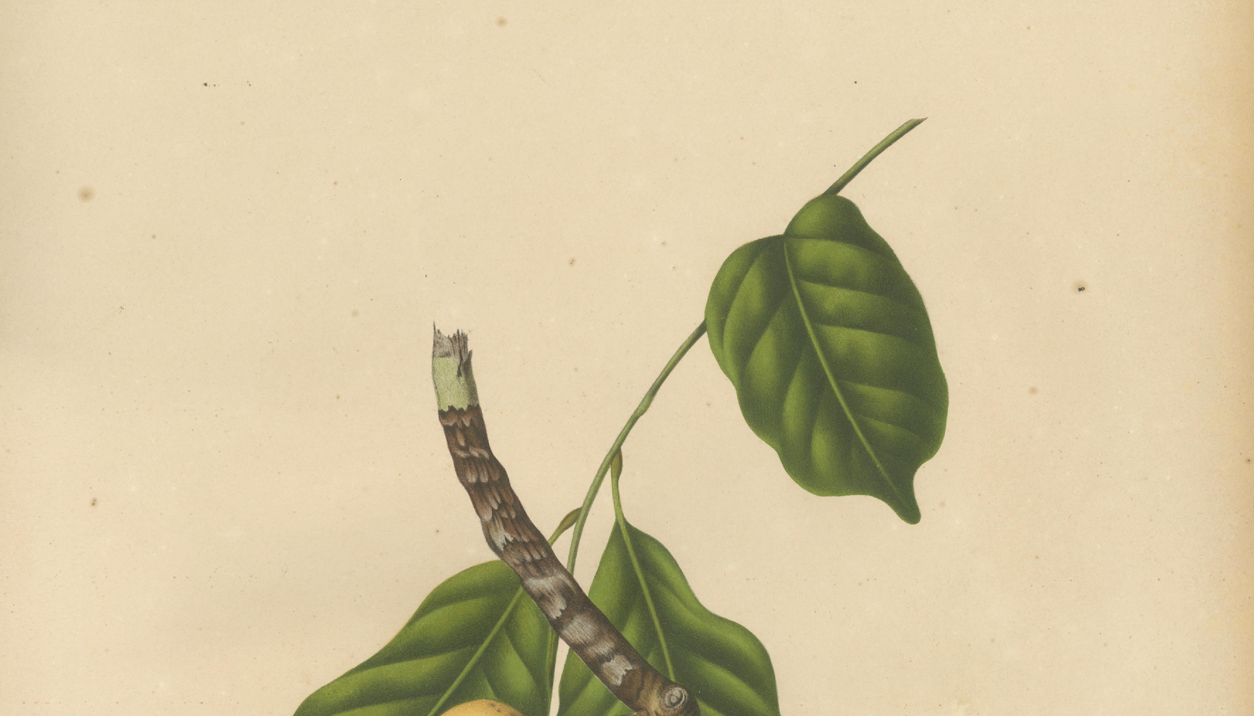Original Antique Botanical Chromolithograph of the Asian Fruit Langsat, c.1880