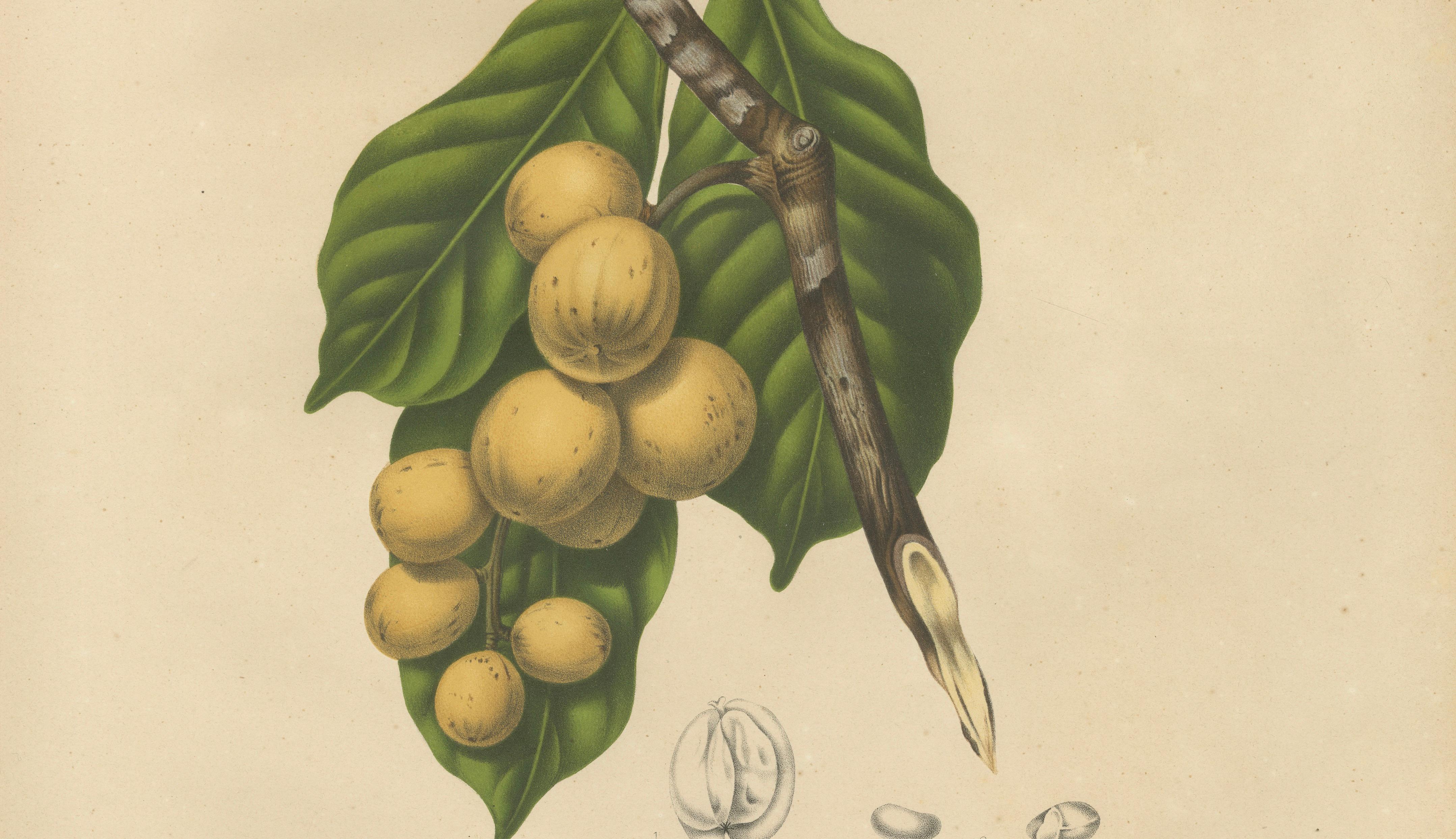 Original Antique Botanical Chromolithograph of the Asian Fruit Langsat, c.1880