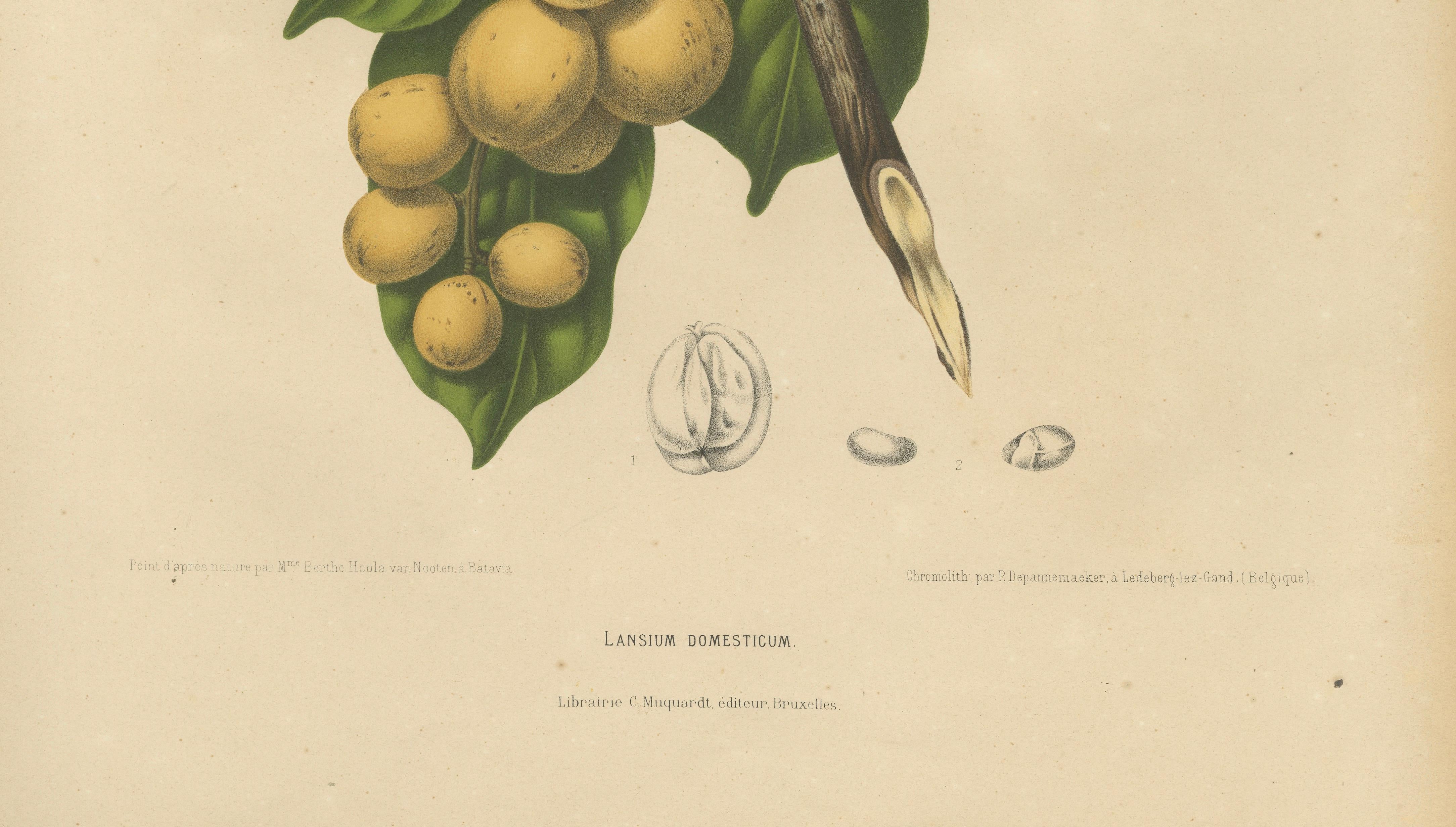 Original Antique Botanical Chromolithograph of the Asian Fruit Langsat, c.1880