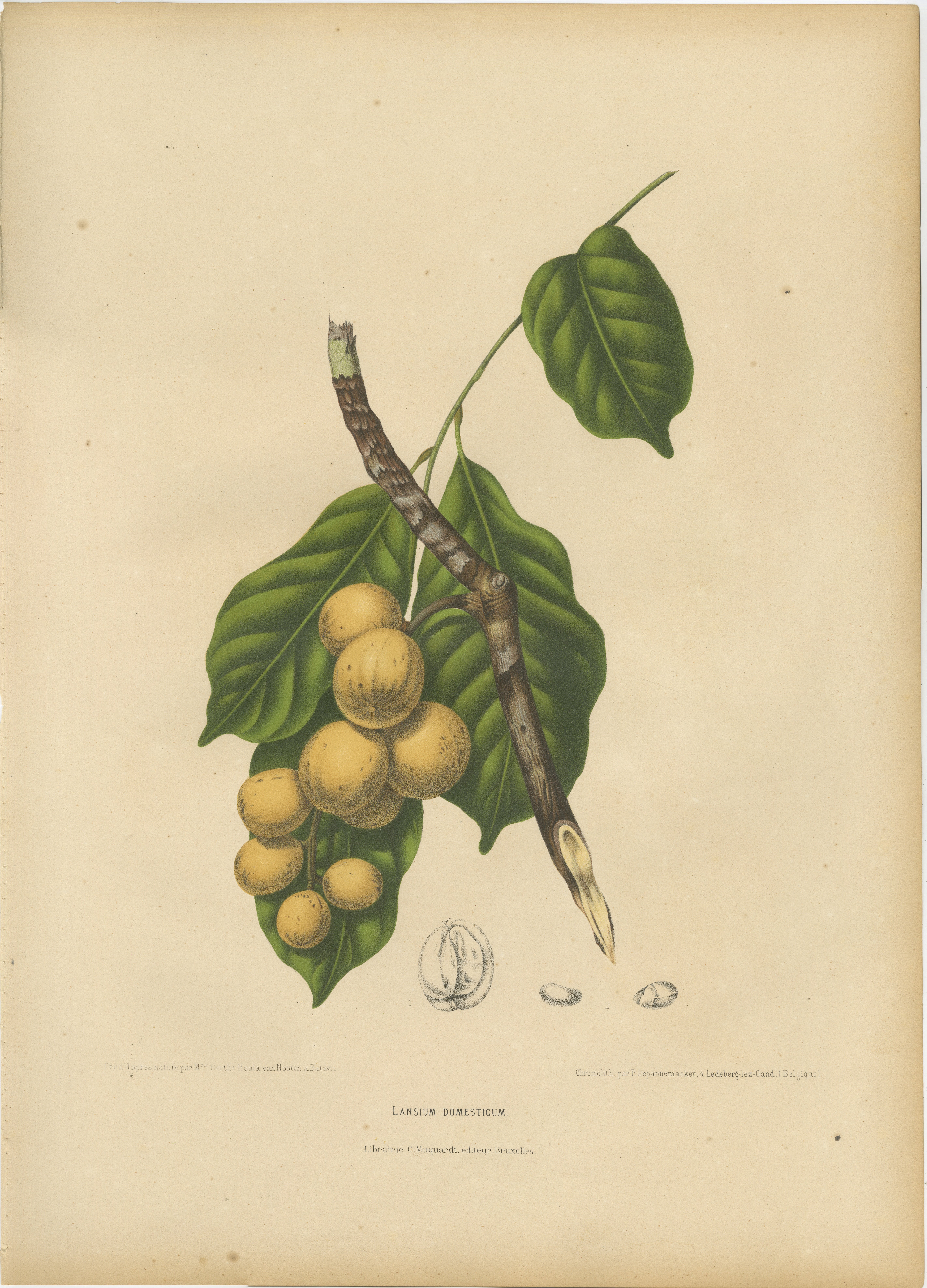 Original Antique Botanical Chromolithograph of the Asian Fruit Langsat, c.1880 For Sale