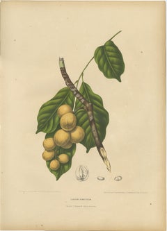 Original Antique Botanical Chromolithograph of the Asian Fruit Langsat, c.1880