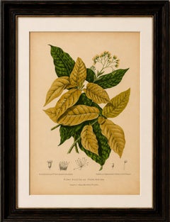 Original Antique Botanical Chromolithograph of White Birdcatcher Tree, c. 1880