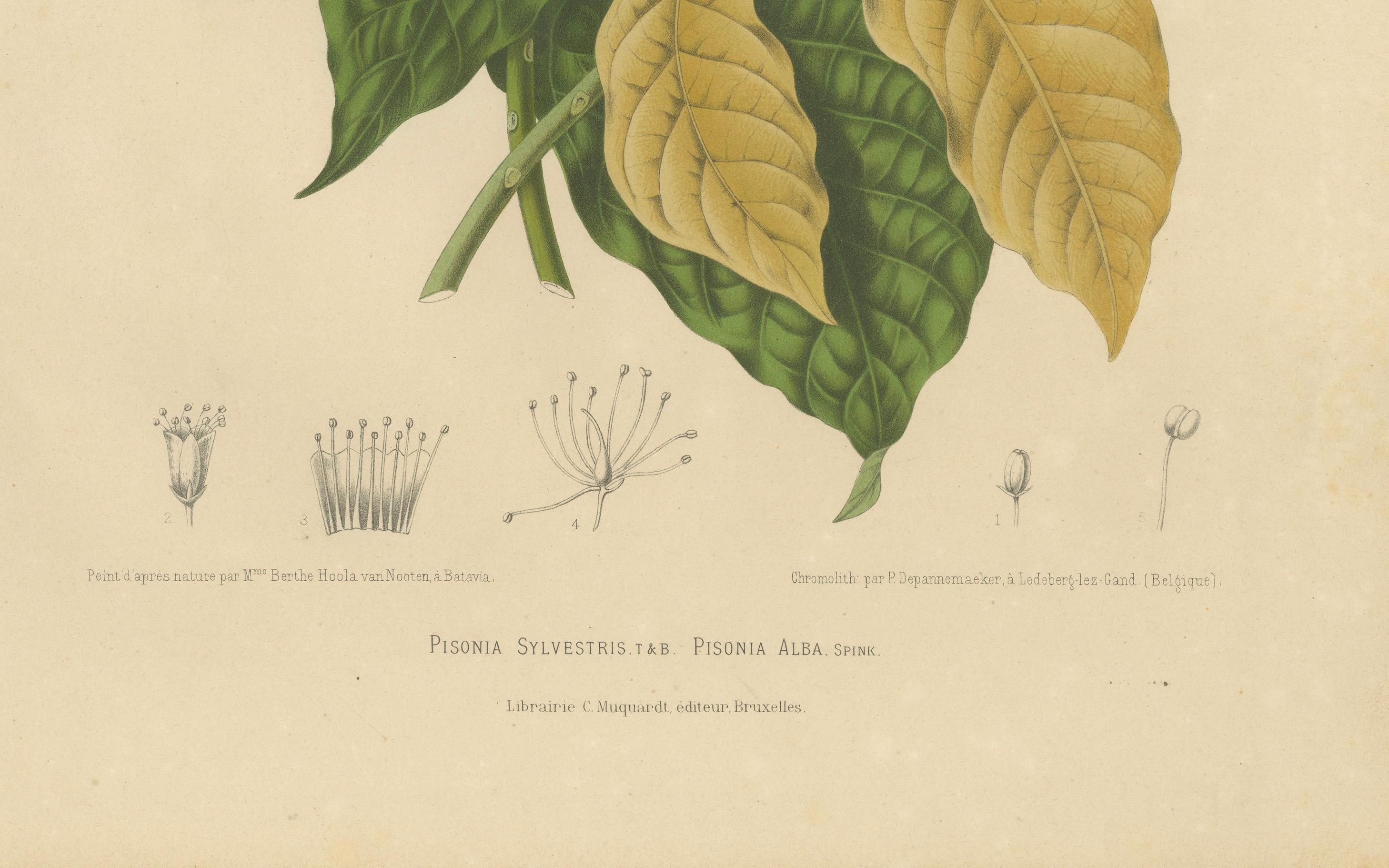 Original Antique Botanical Chromolithograph of White Birdcatcher Tree, c. 1880