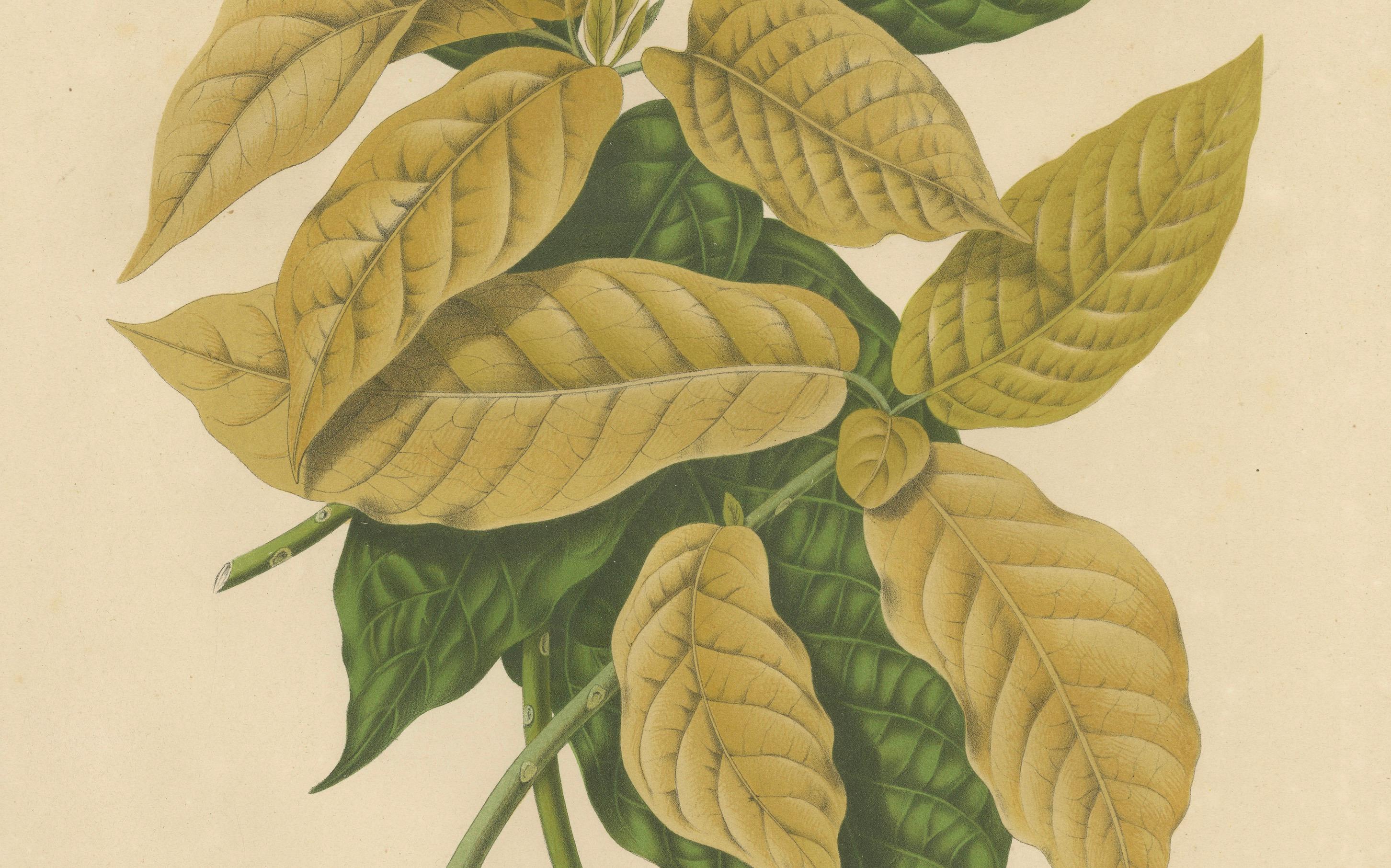 Original Antique Botanical Chromolithograph of White Birdcatcher Tree, c. 1880