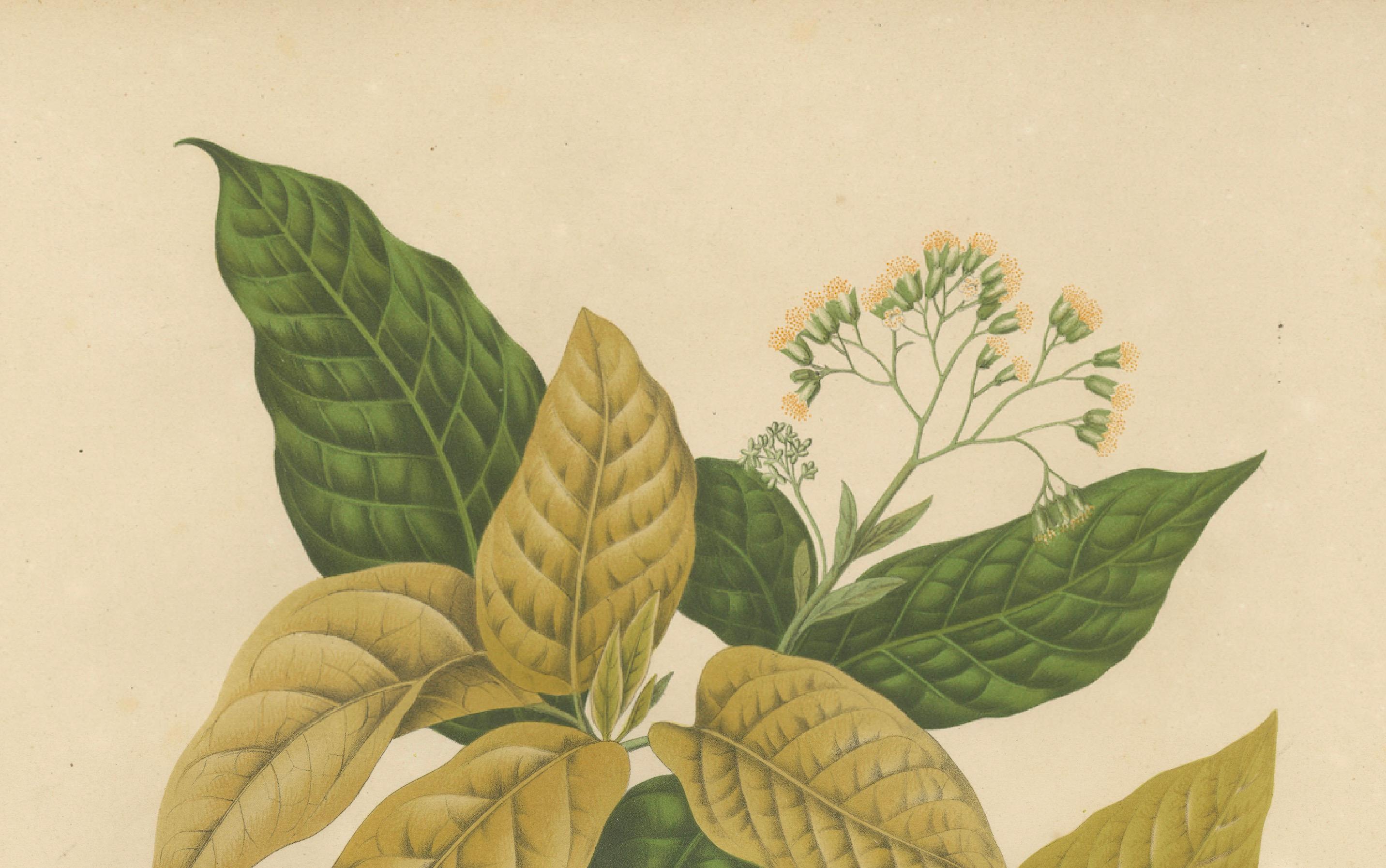 Original Antique Botanical Chromolithograph of White Birdcatcher Tree, c. 1880