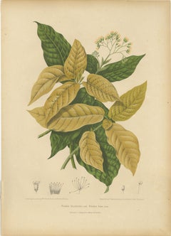 Original Antique Botanical Chromolithograph of White Birdcatcher Tree, c. 1880