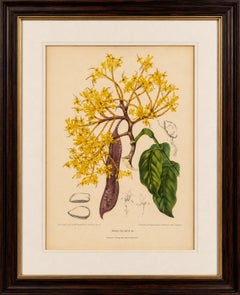 Original Antique Botanical Chromolithograph of Yellow Saraca, c.1880