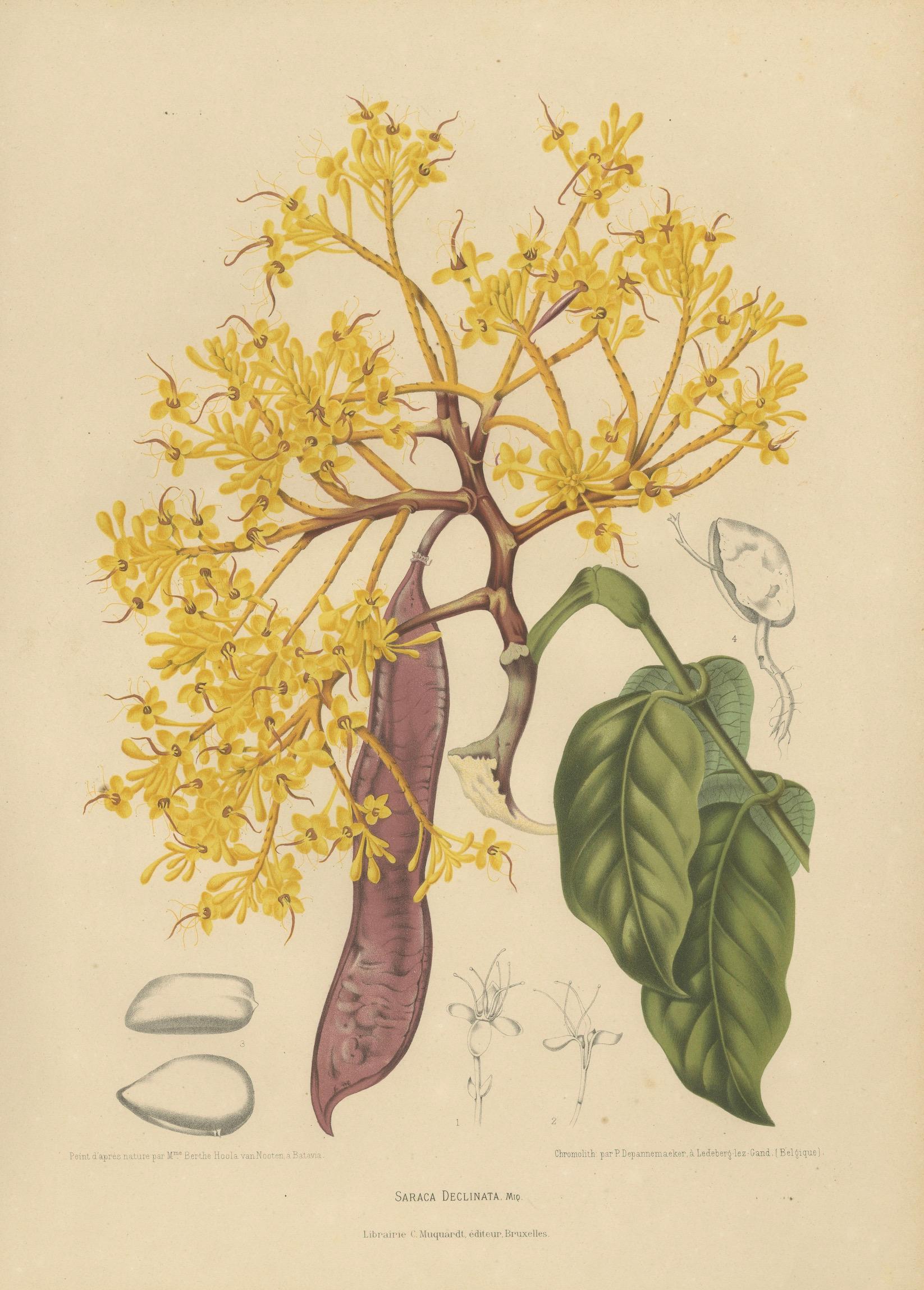 Original Antique Botanical Chromolithograph of Yellow Saraca, c.1880