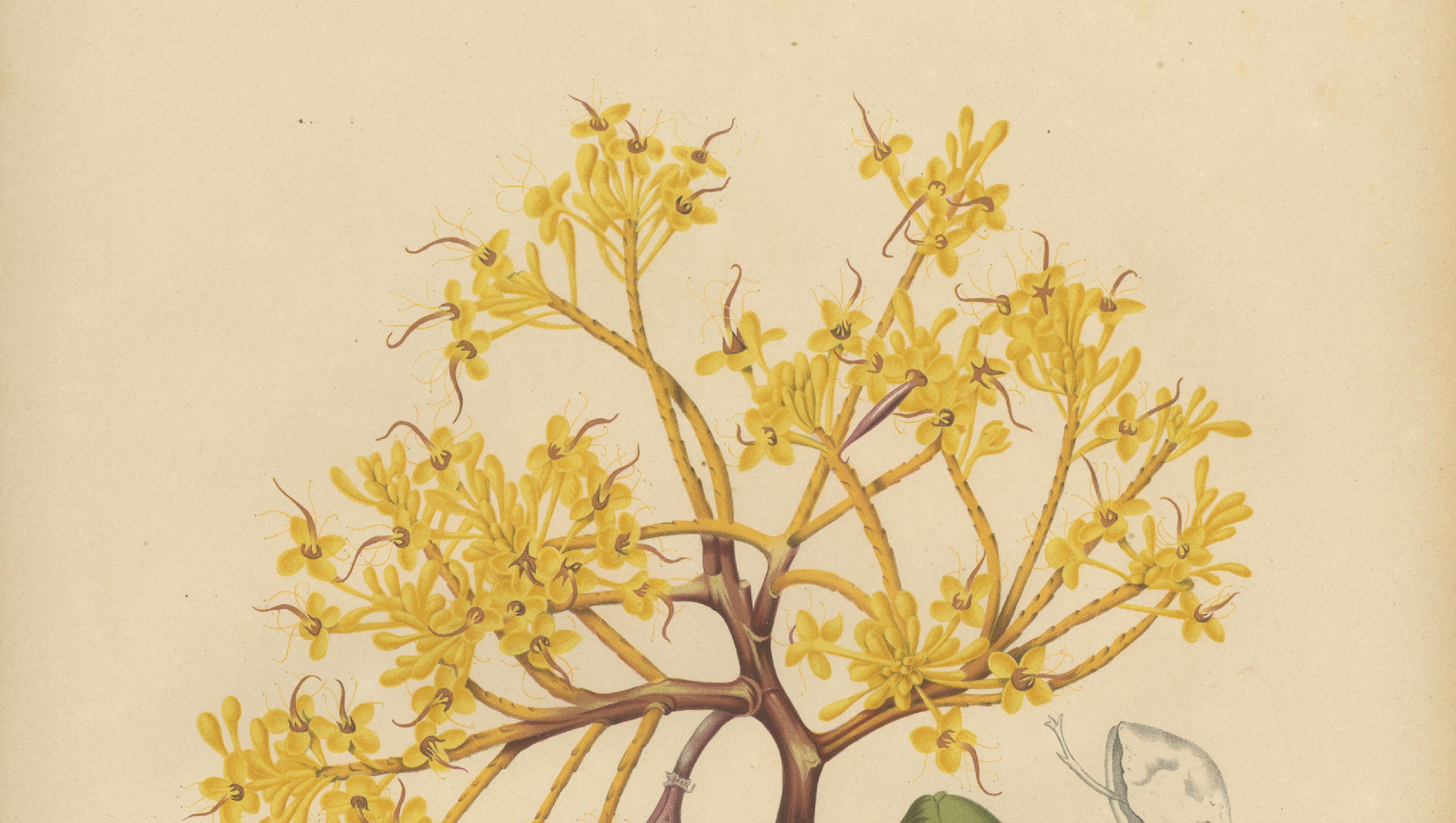 Original Antique Botanical Chromolithograph of Yellow Saraca, c.1880