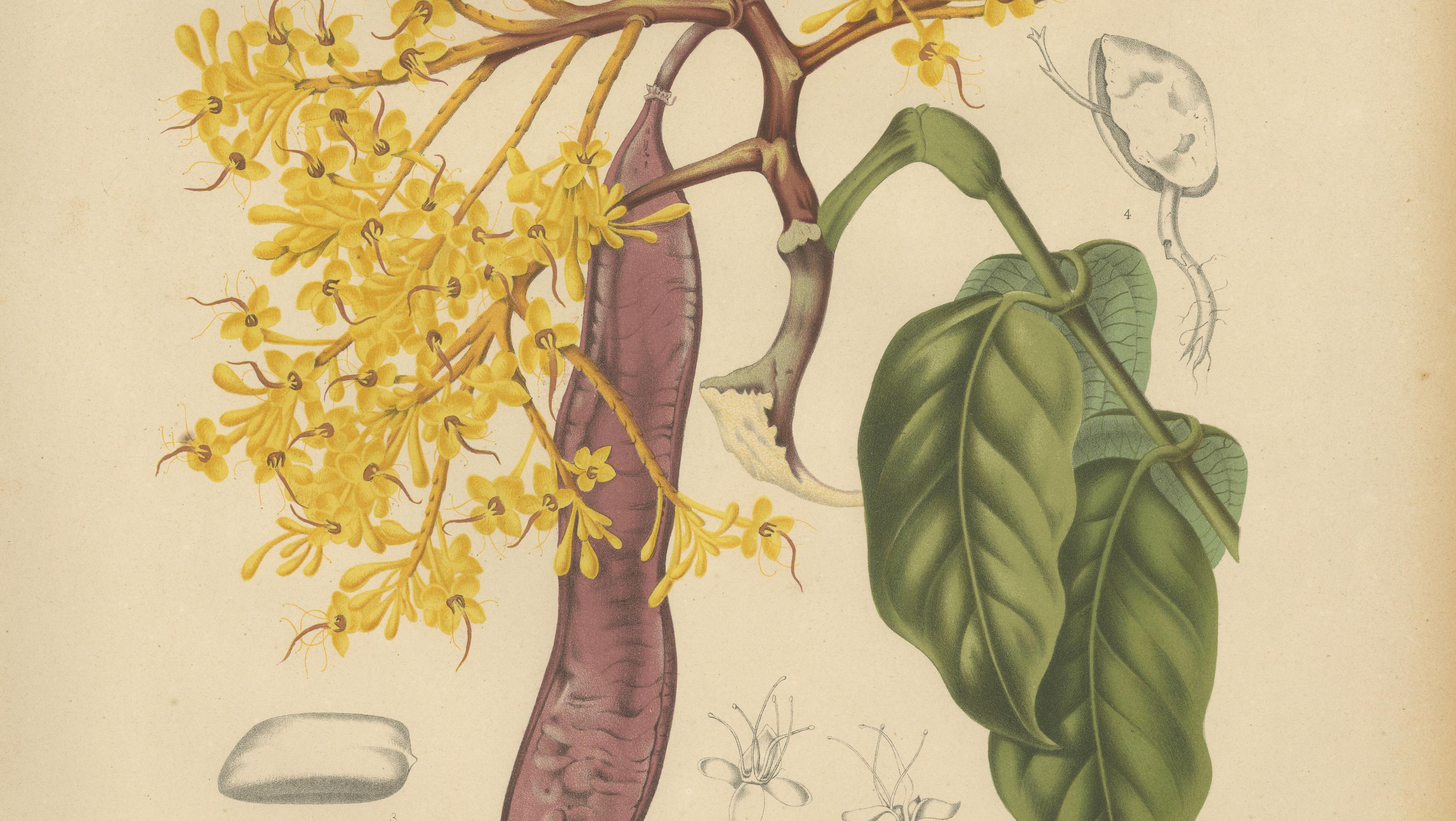 Original Antique Botanical Chromolithograph of Yellow Saraca, c.1880