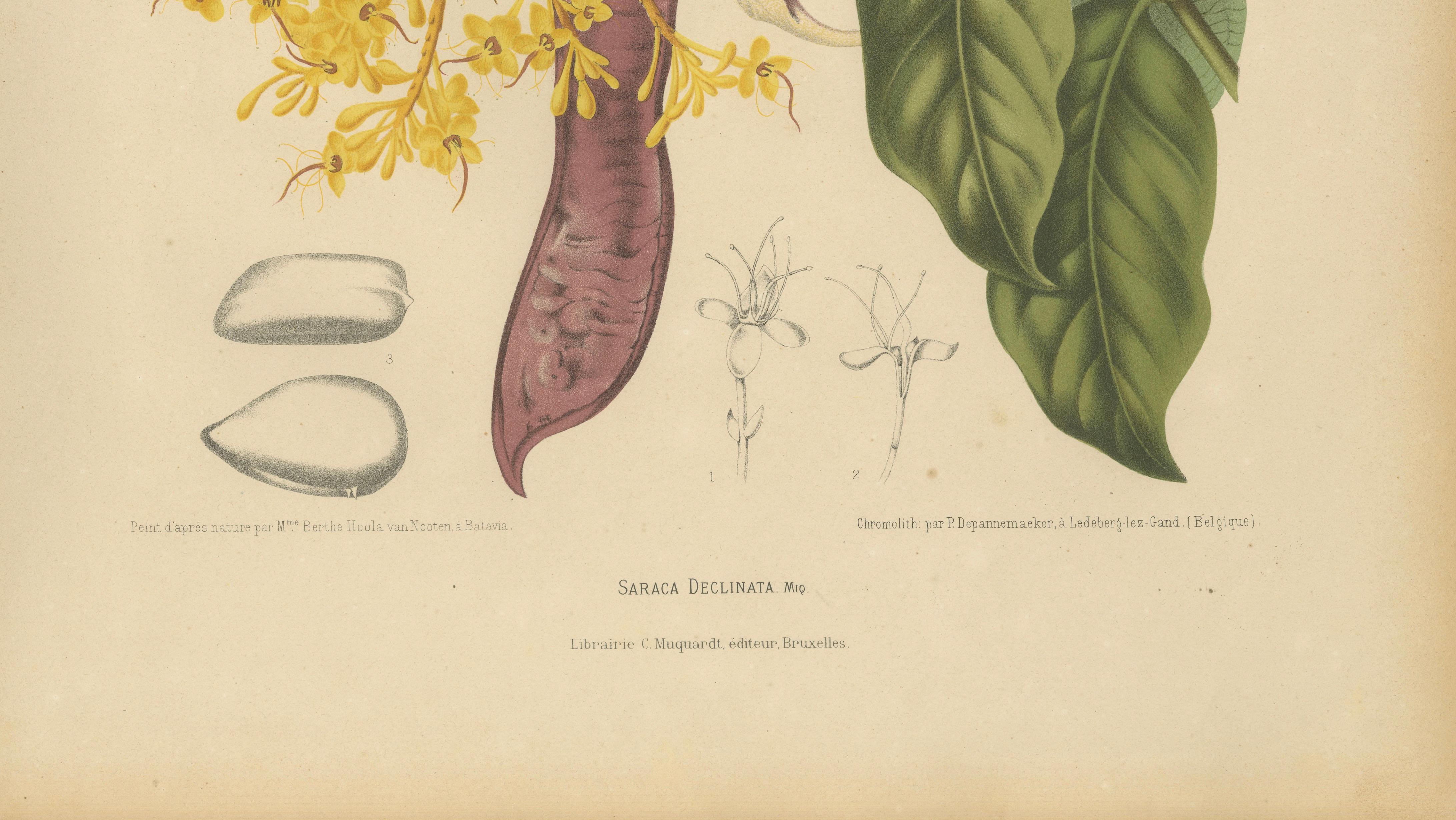 Original Antique Botanical Chromolithograph of Yellow Saraca, c.1880