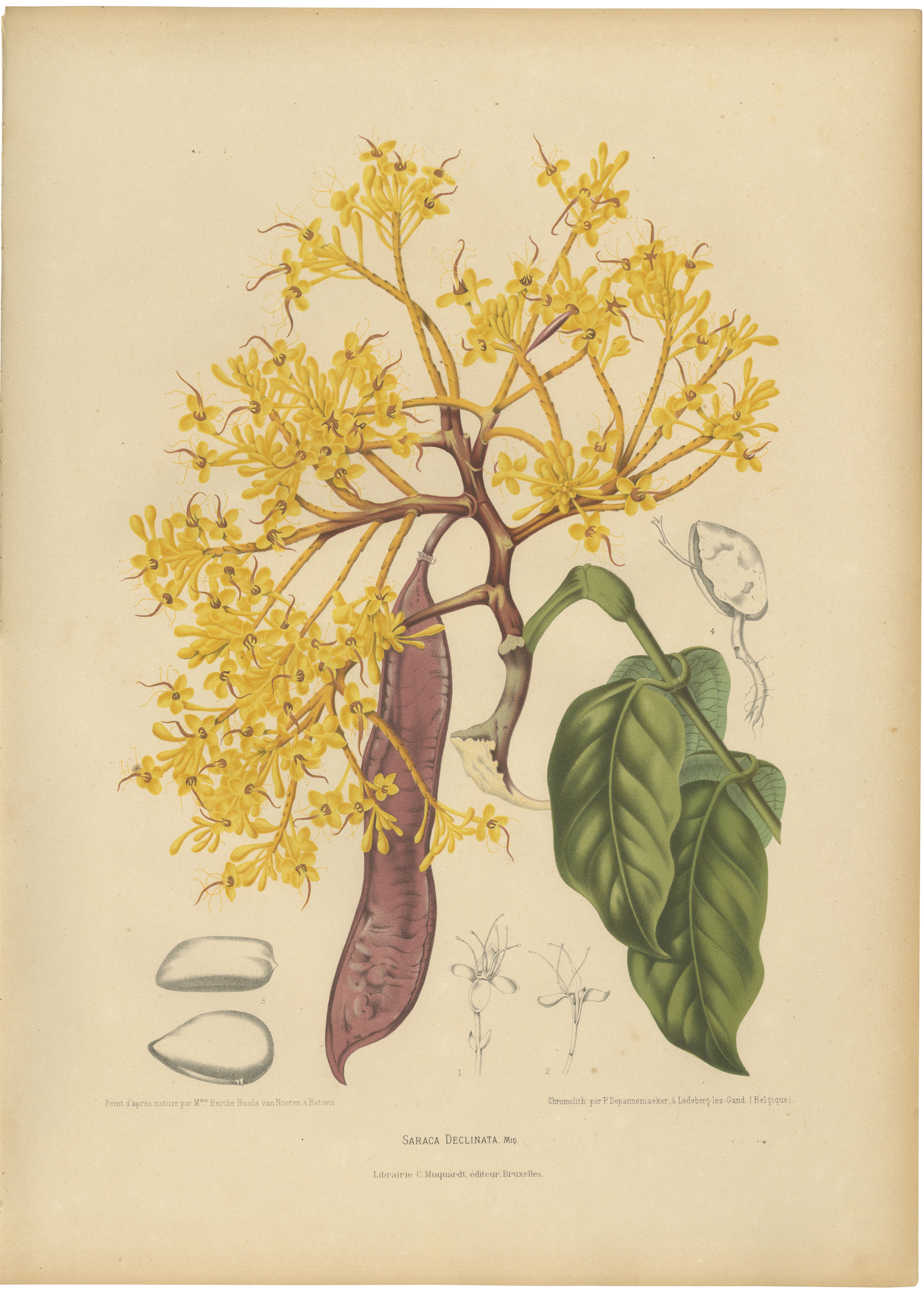 Original-Chromolithografie einer gelben Saraca aus der Zeit der botanischen Illustrationen, um 1880