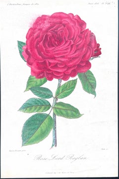 Original Antique Botanical Lithograph of Pelargoniums, 1851–“Capitaine Lechaix”