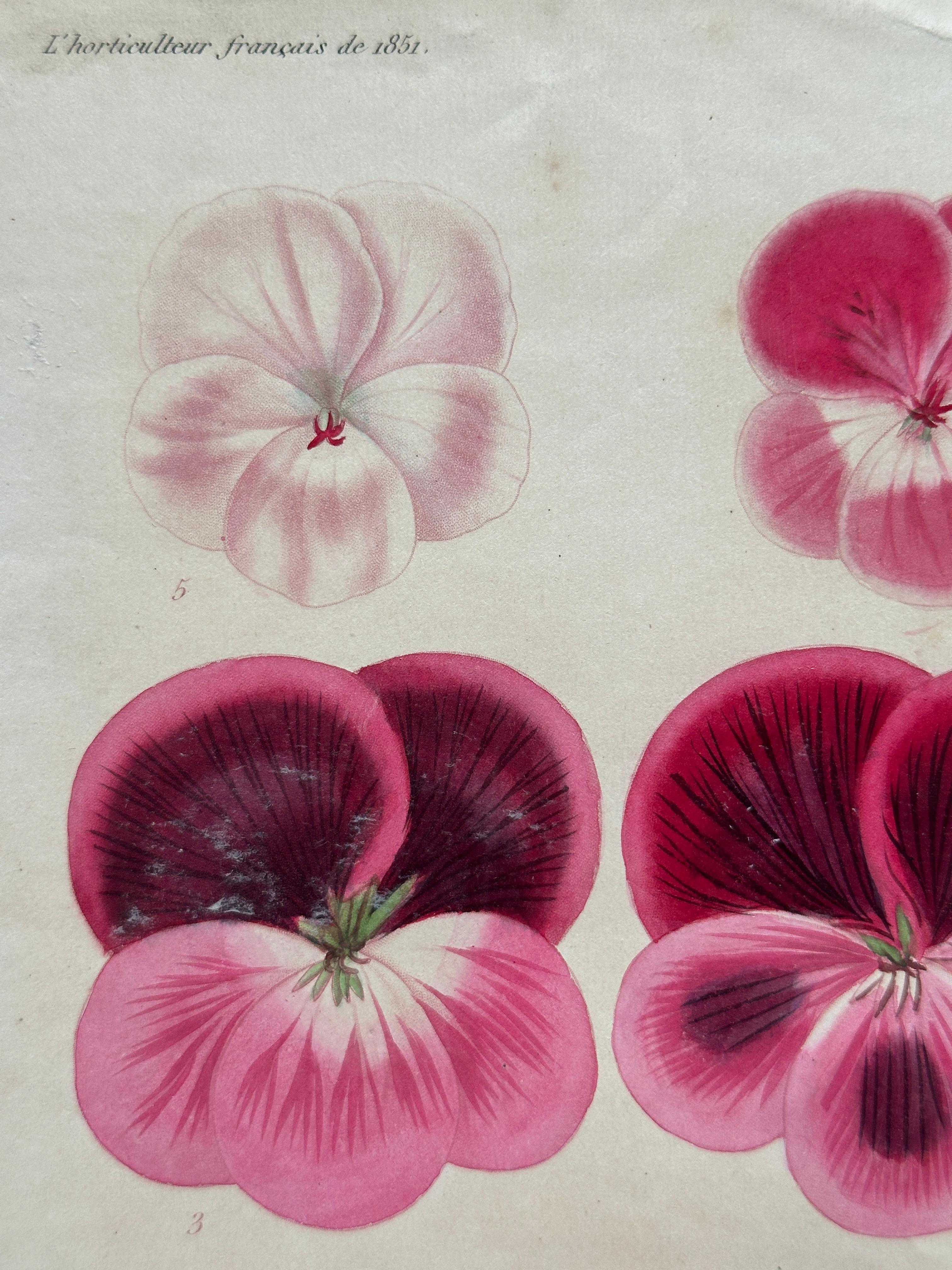 Original Antique Botanical Lithograph of Pelargoniums, 1851–“Capitaine Lechaix” en Bueno estado para la venta en Fukuoka, JP