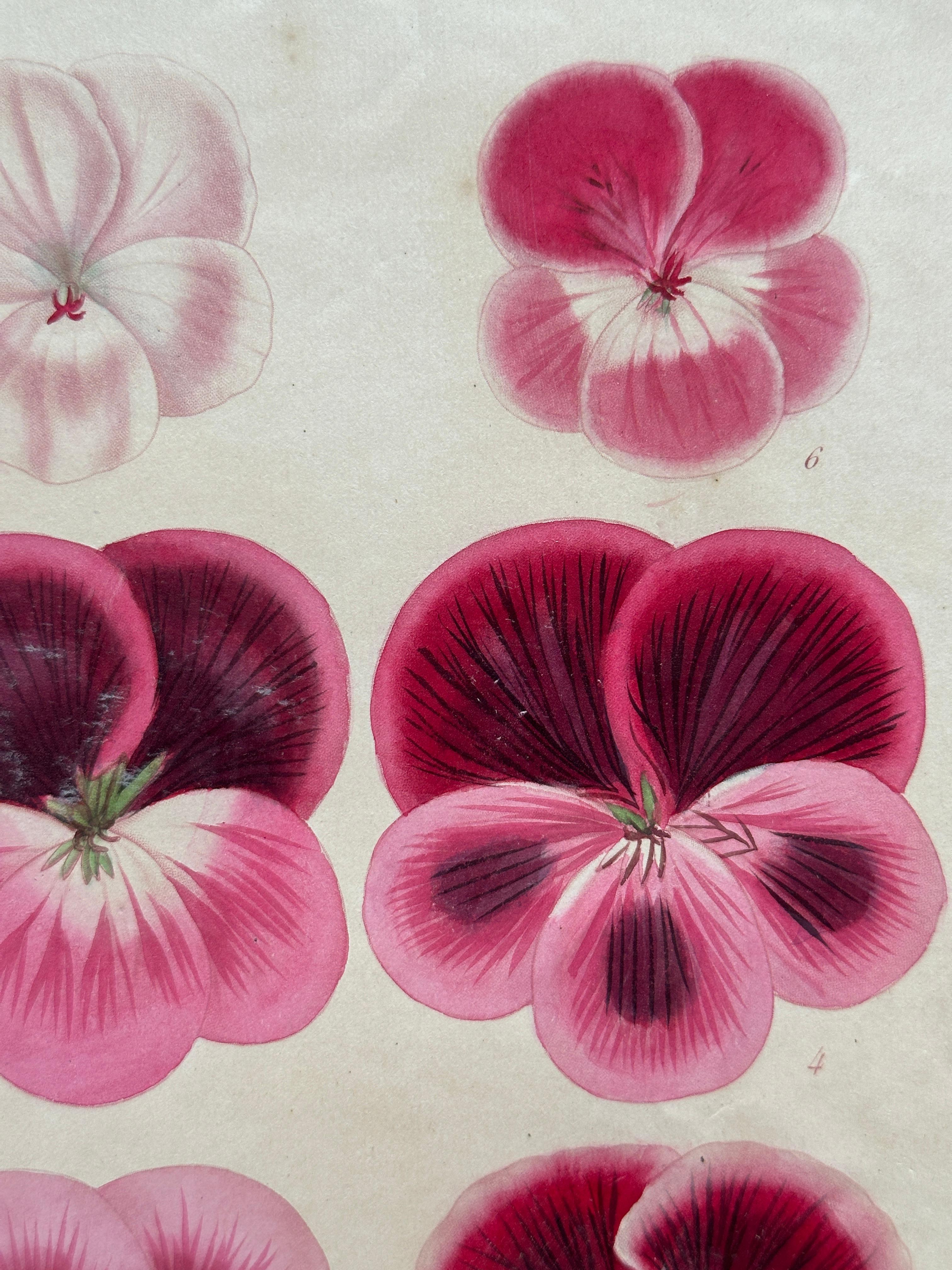 Original Antique Botanical Lithograph of Pelargoniums, 1851–“Capitaine Lechaix” siglo XIX en venta