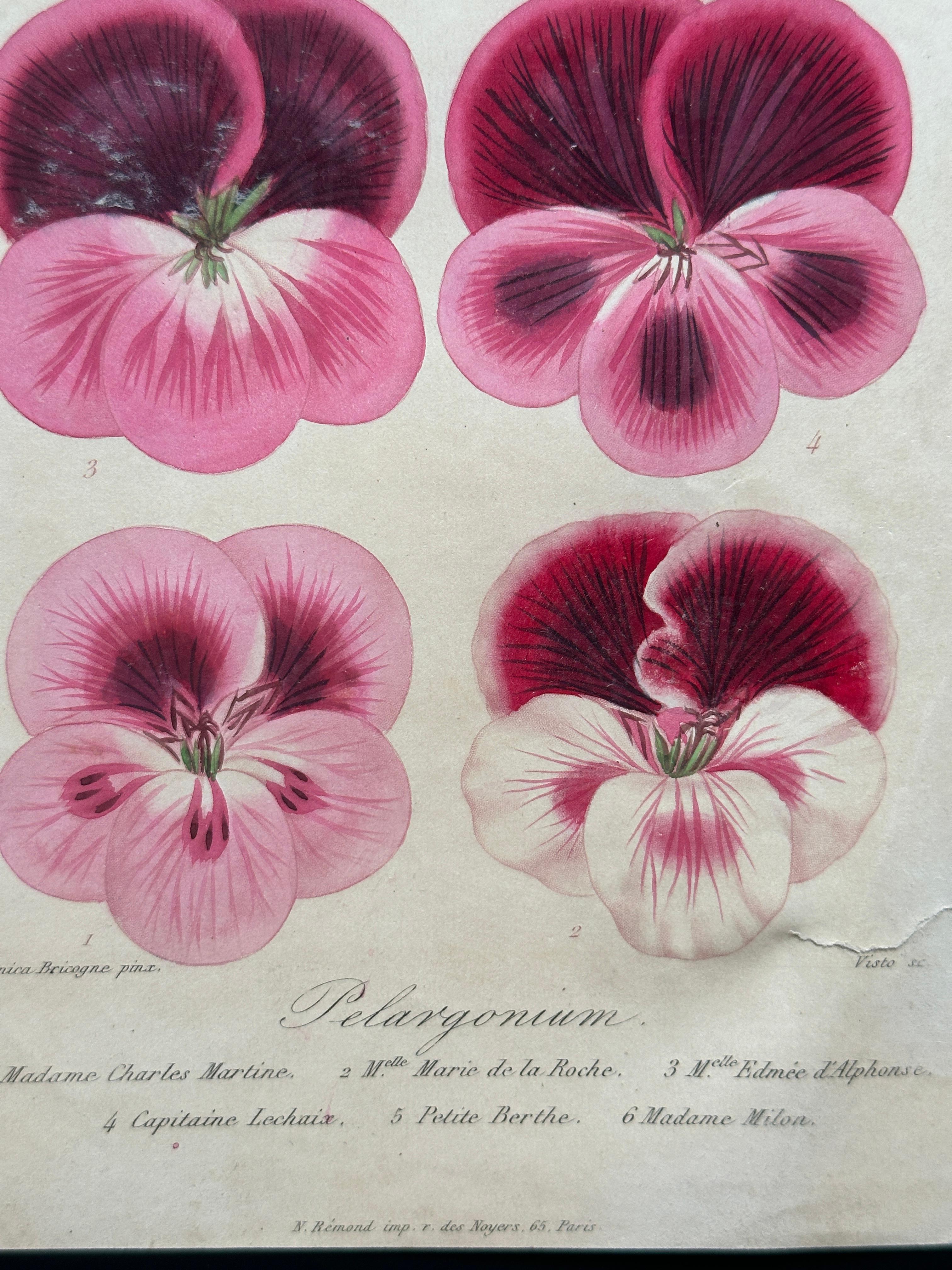 Original Antique Botanical Lithograph of Pelargoniums, 1851–“Capitaine Lechaix” Papel en venta