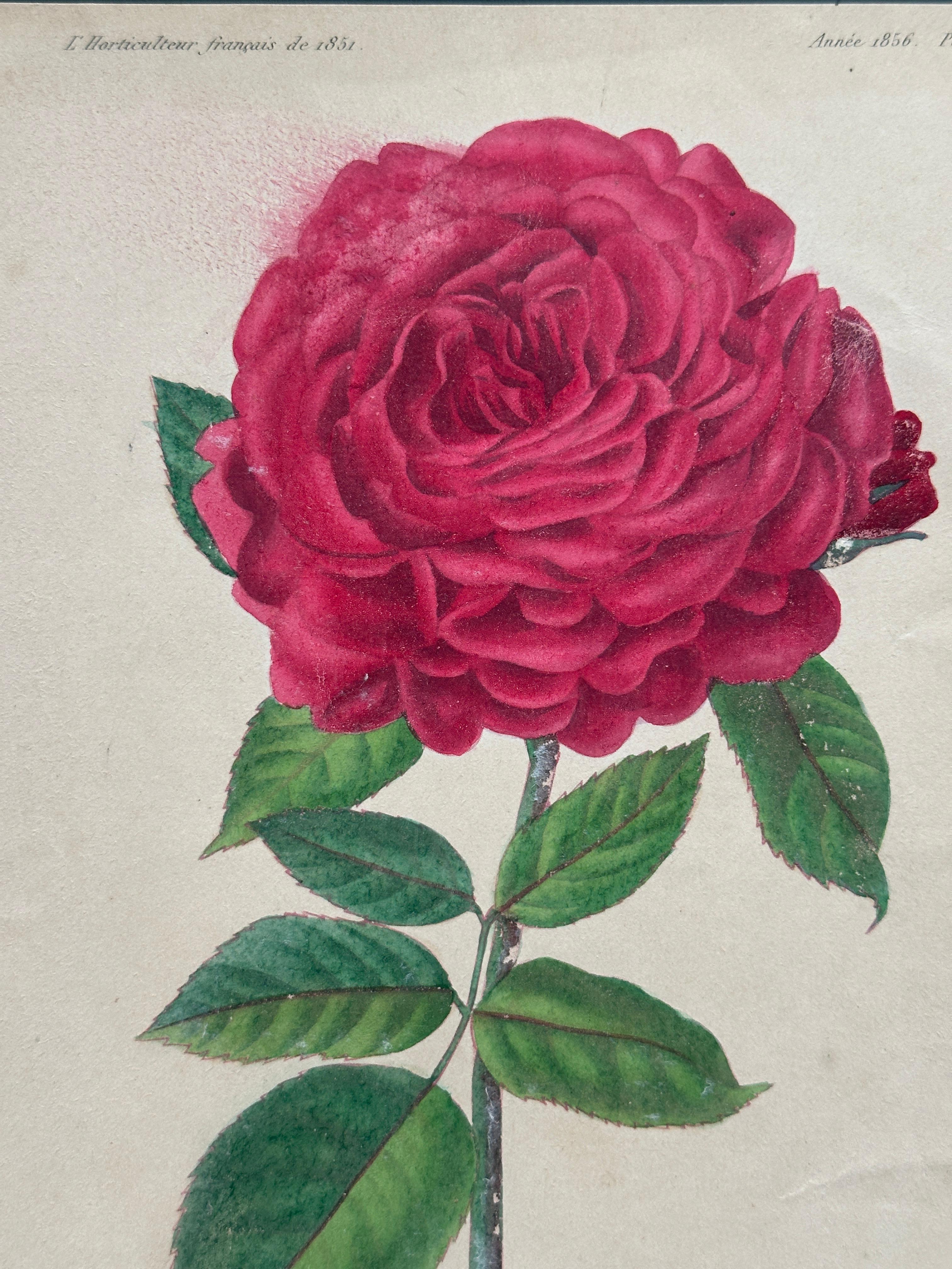 Original Antique Botanical Lithograph of Pelargoniums, 1851–“Capitaine Lechaix” en venta 1