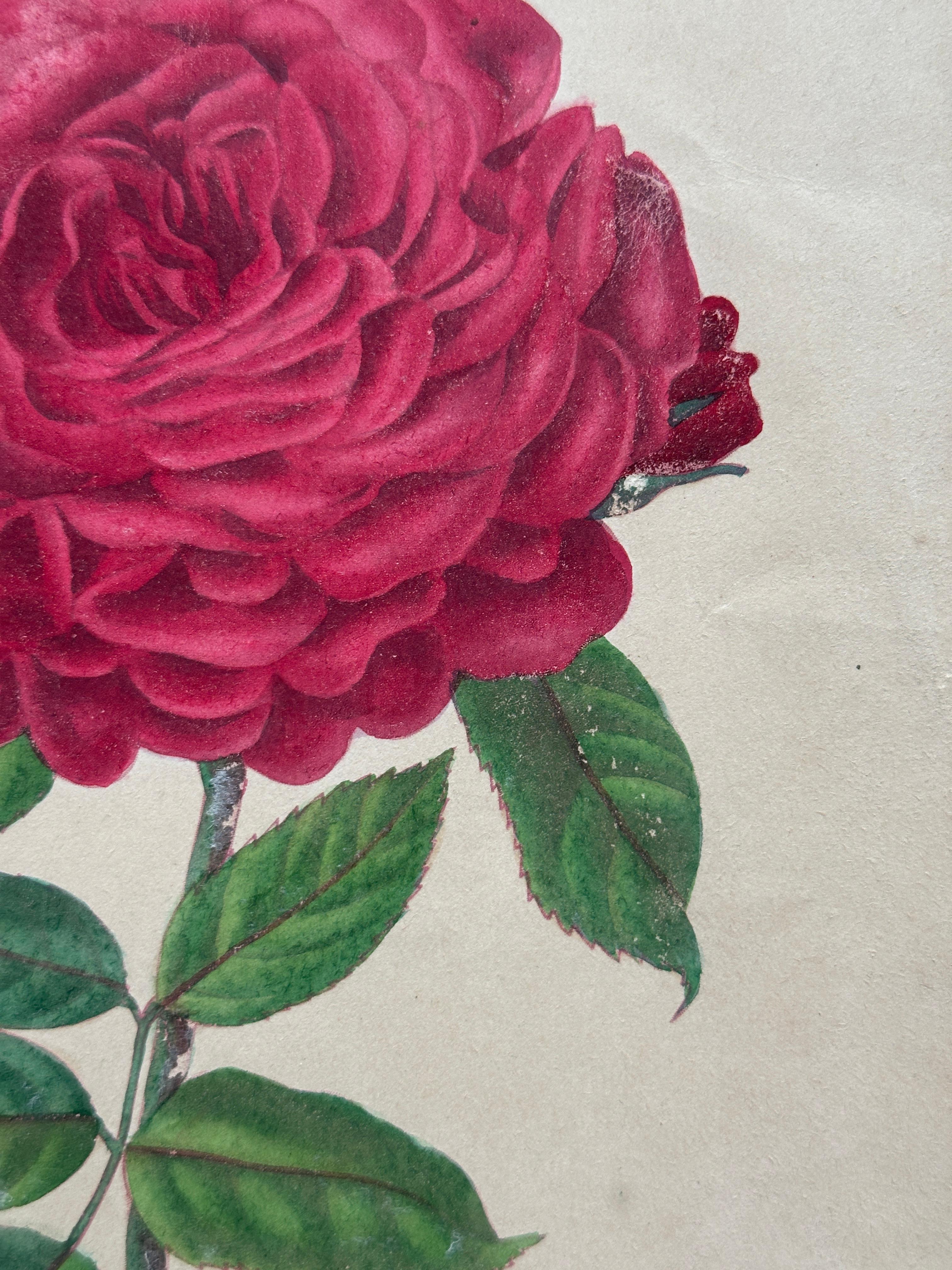 Original Antique Botanical Lithograph of Pelargoniums, 1851–“Capitaine Lechaix” en venta 2