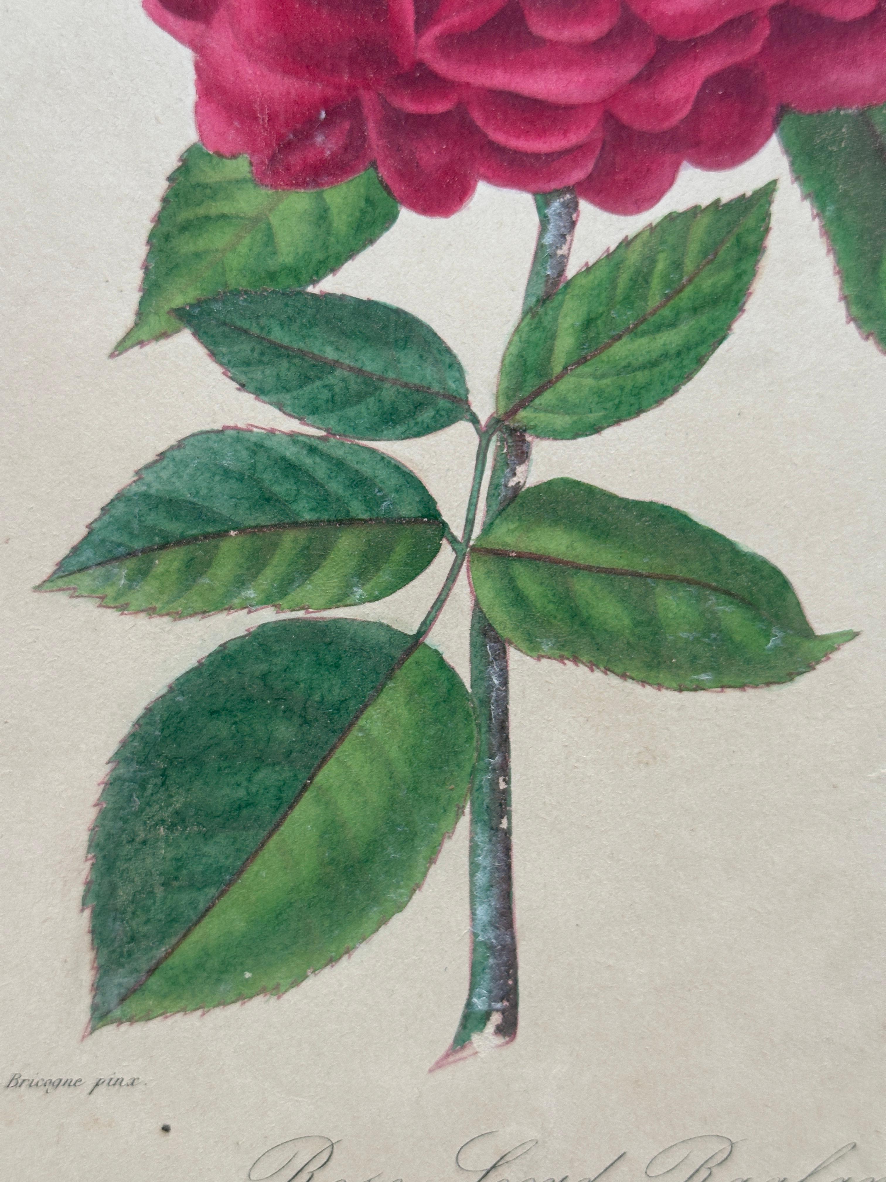 Original Antique Botanical Lithograph of Pelargoniums, 1851–“Capitaine Lechaix” en venta 3