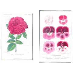 Prints